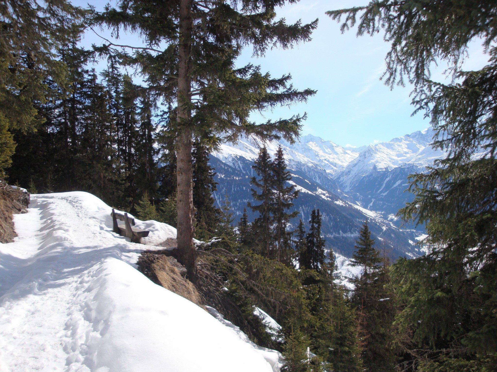 Snowy mountain trail with trees and a bench in Switzerland HD Wallpaper