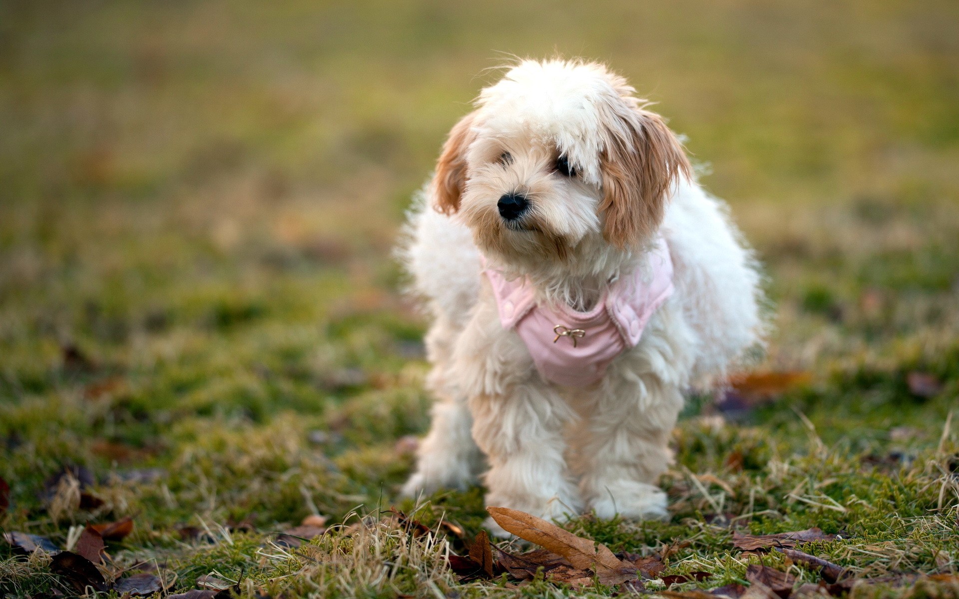 Fluffy white dog wearing a pink harness outdoors HD Wallpaper