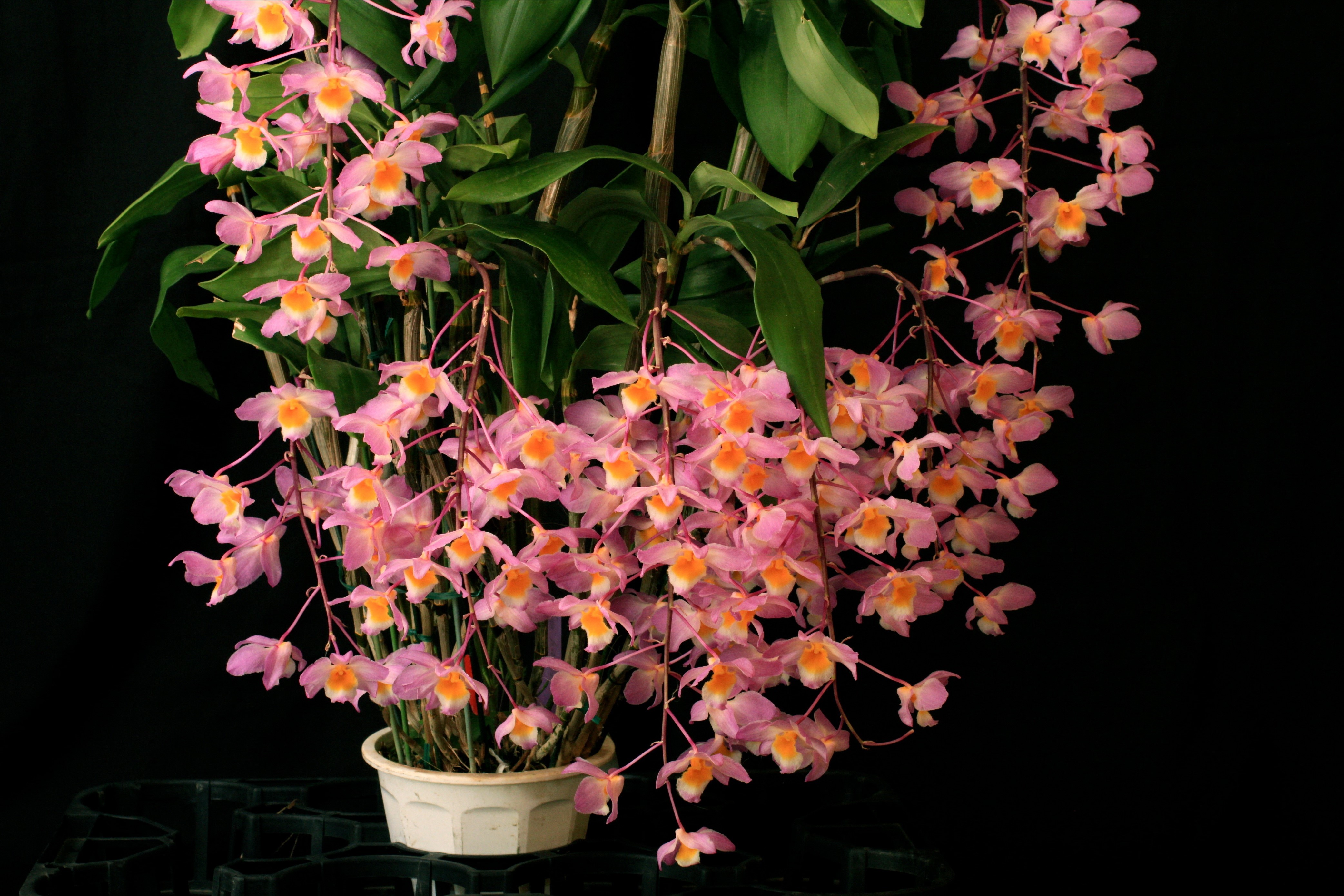 Pink orchids with orange centers in a pot HD Wallpaper