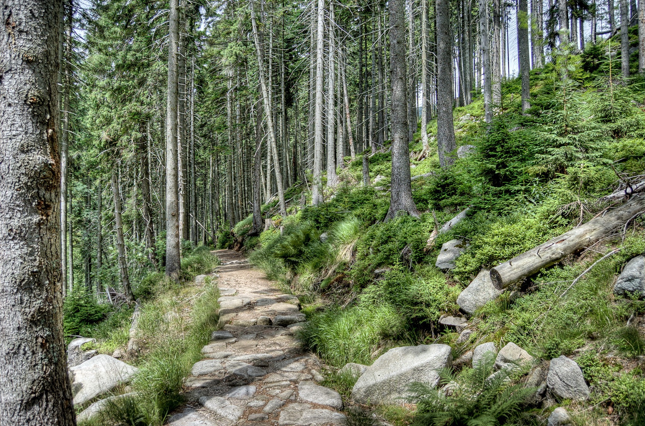 Stone path through a dense forest in the Czech Republic HD Wallpaper