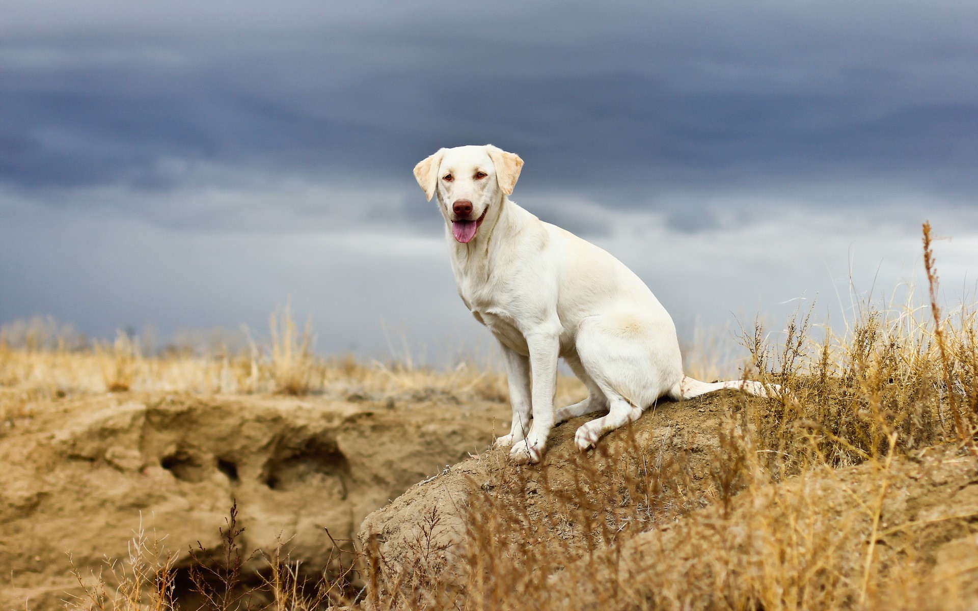 White dog sitting on a dirt mound HD Wallpaper