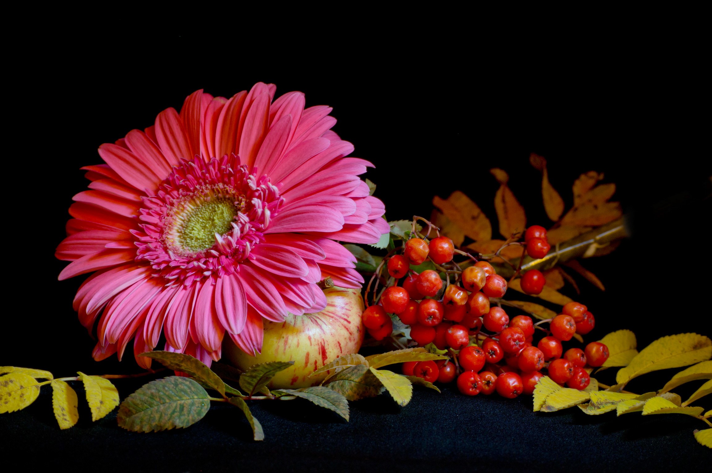 Still-life with pink gerbera, apple, and berries HD Wallpaper