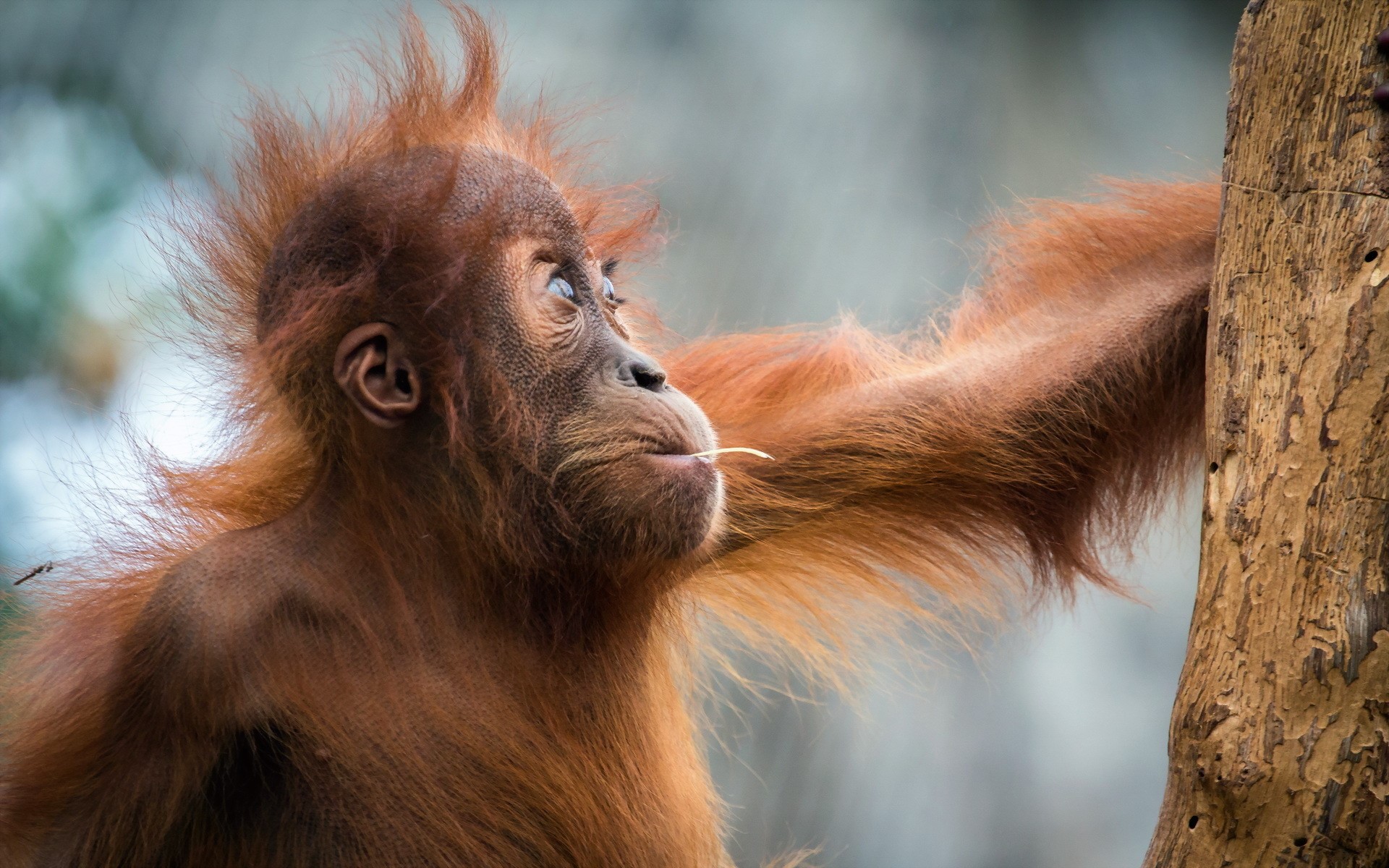 Orangutan with a piece of straw in its mouth HD Wallpaper