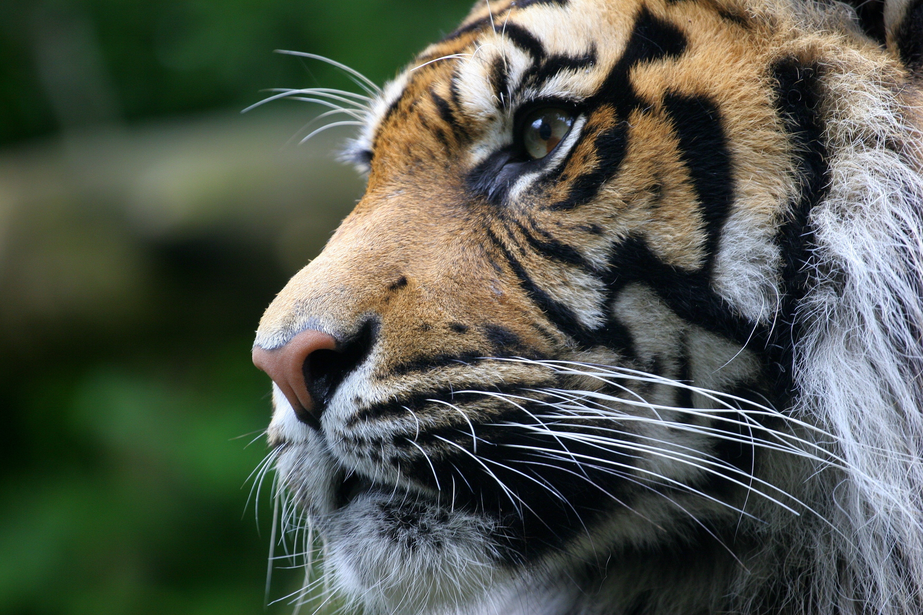 Close-up of a tiger's face with green background HD Wallpaper