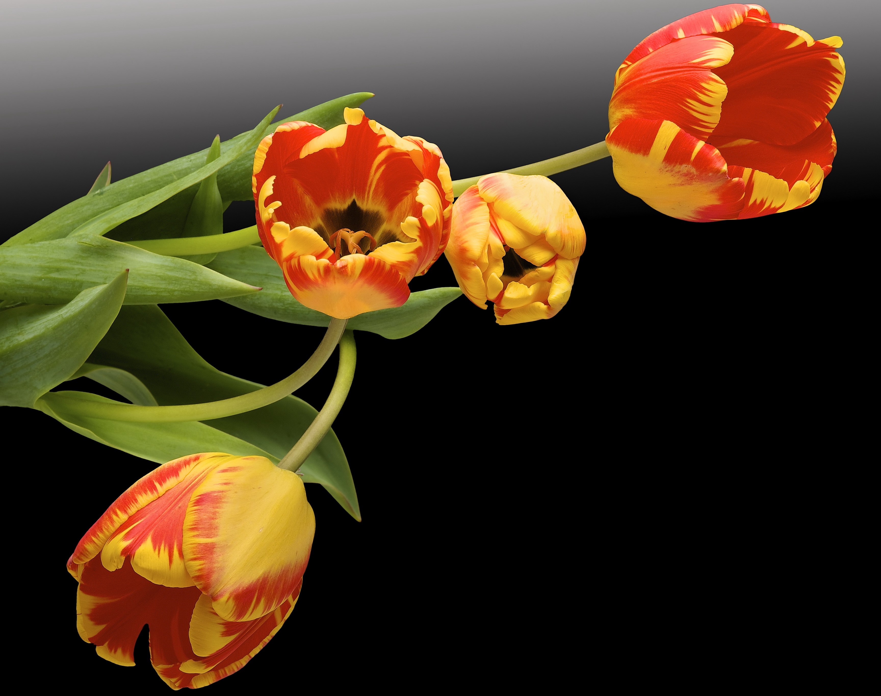 Four red and yellow tulips on a black background HD Wallpaper