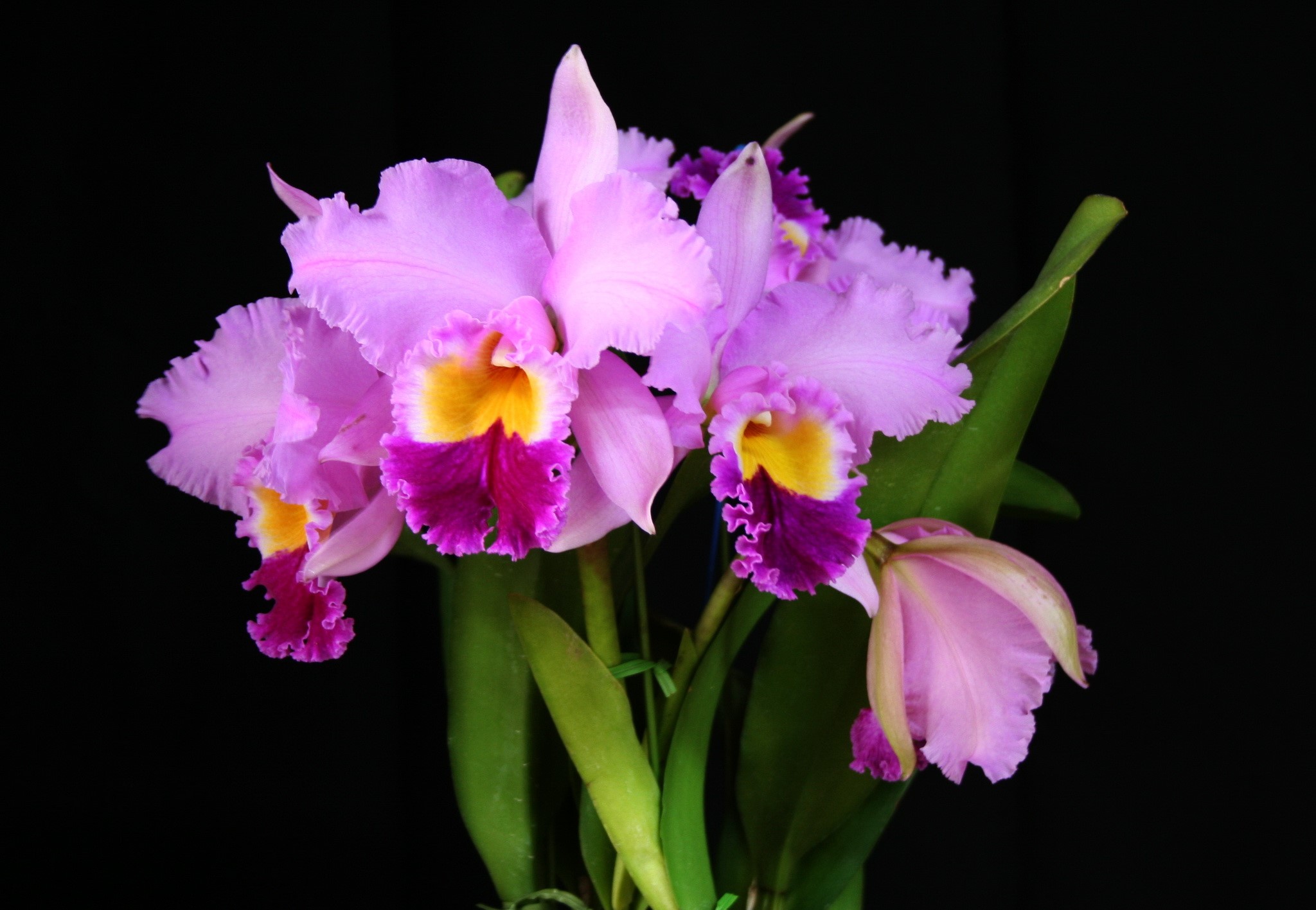 Pink and yellow Cattleya orchids with green leaves HD Wallpaper