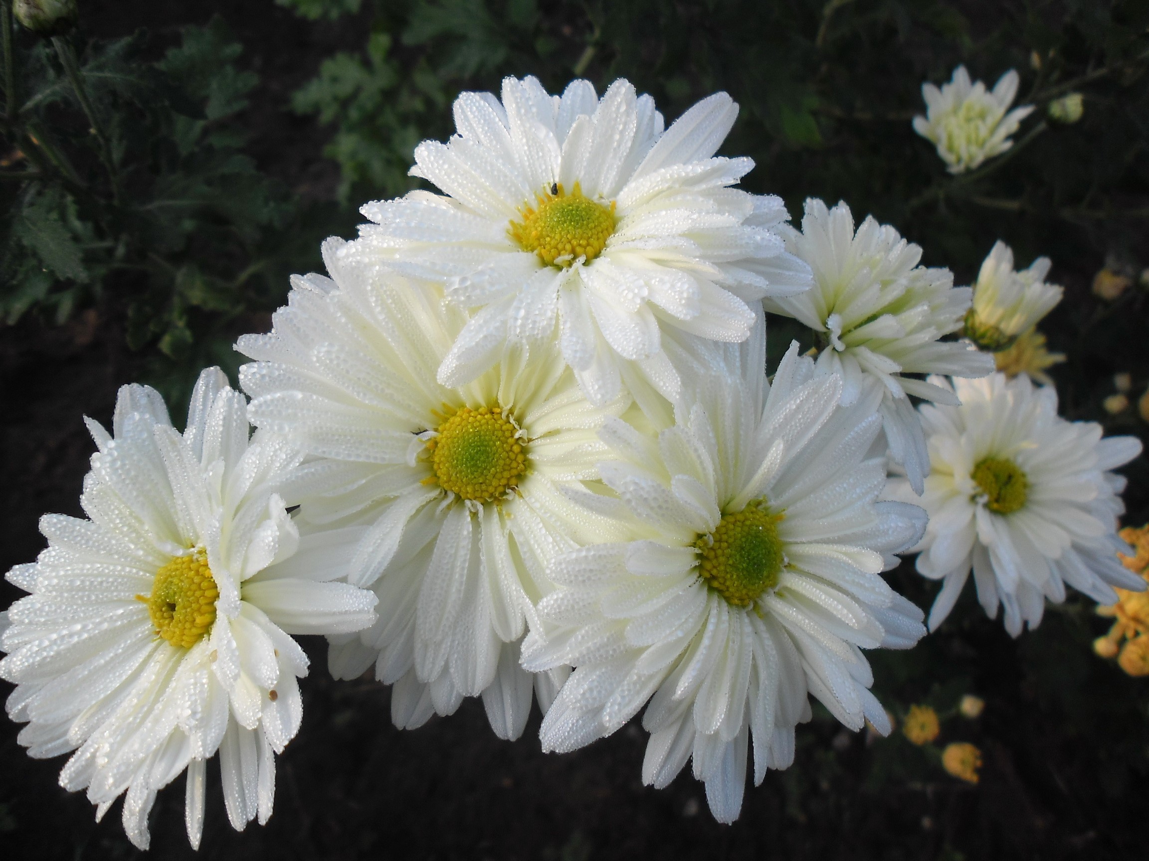 White chrysanthemums with dew drops HD Wallpaper
