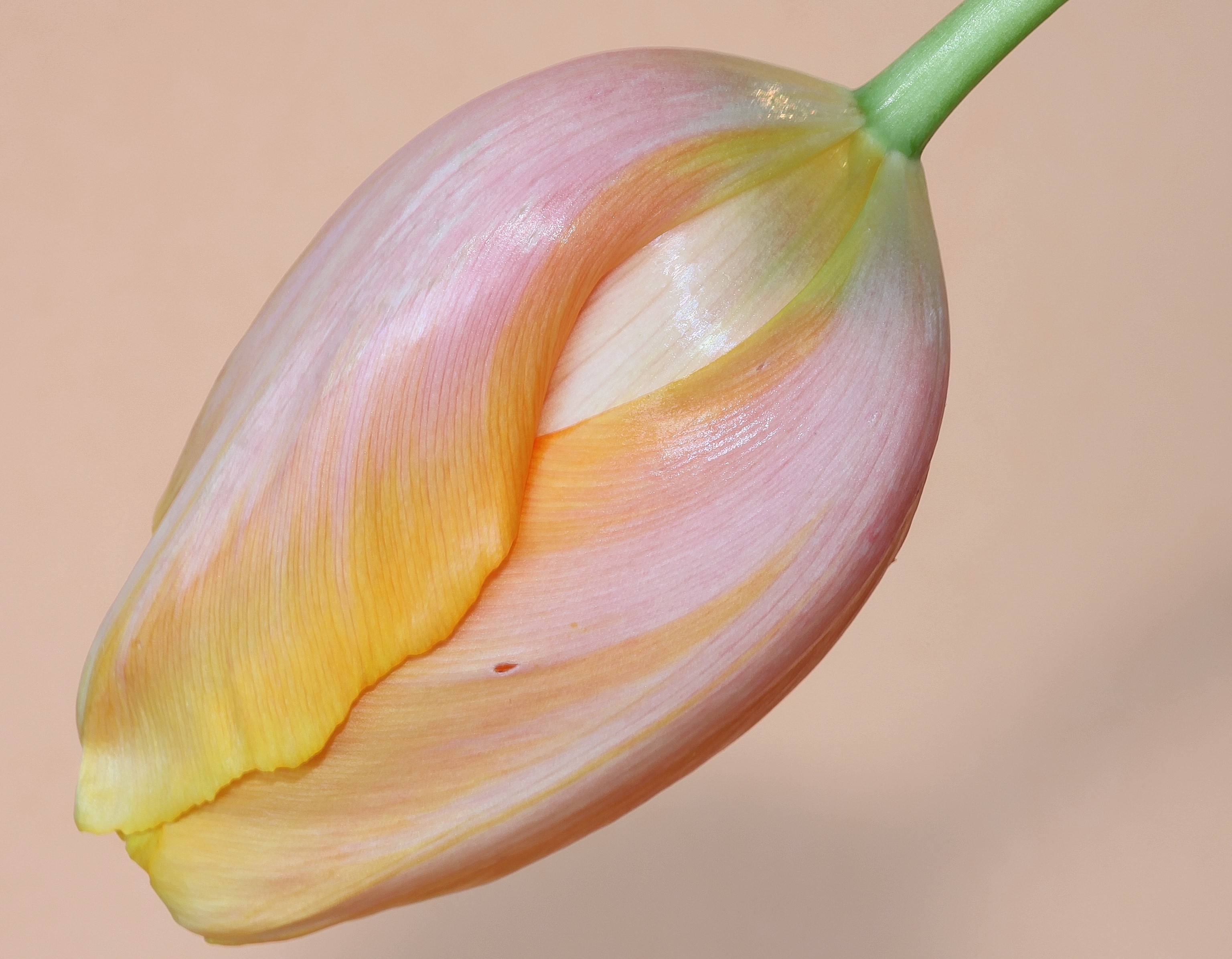 Close-up of a pink and yellow tulip bud HD Wallpaper