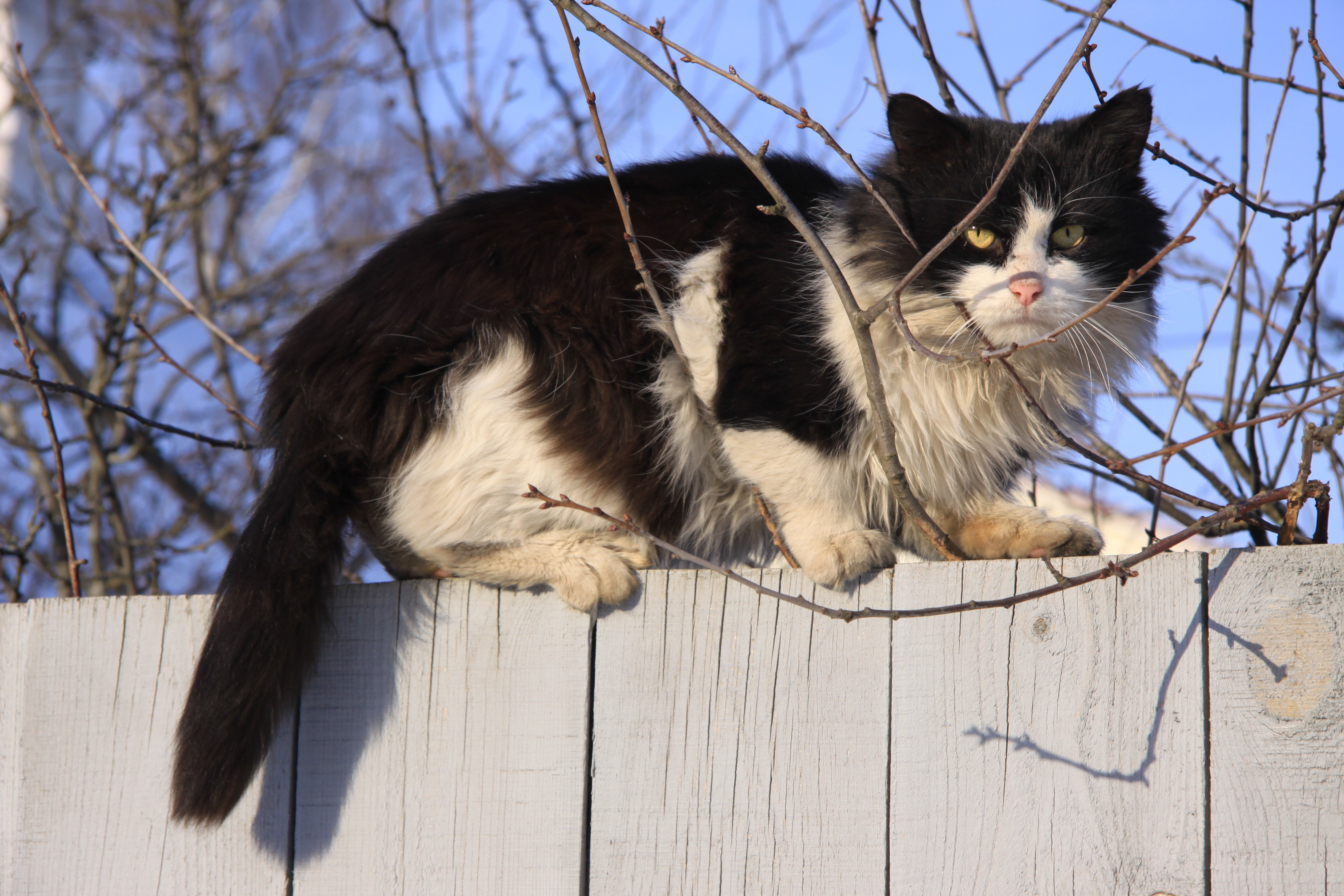 Black and white cat on a fence HD Wallpaper