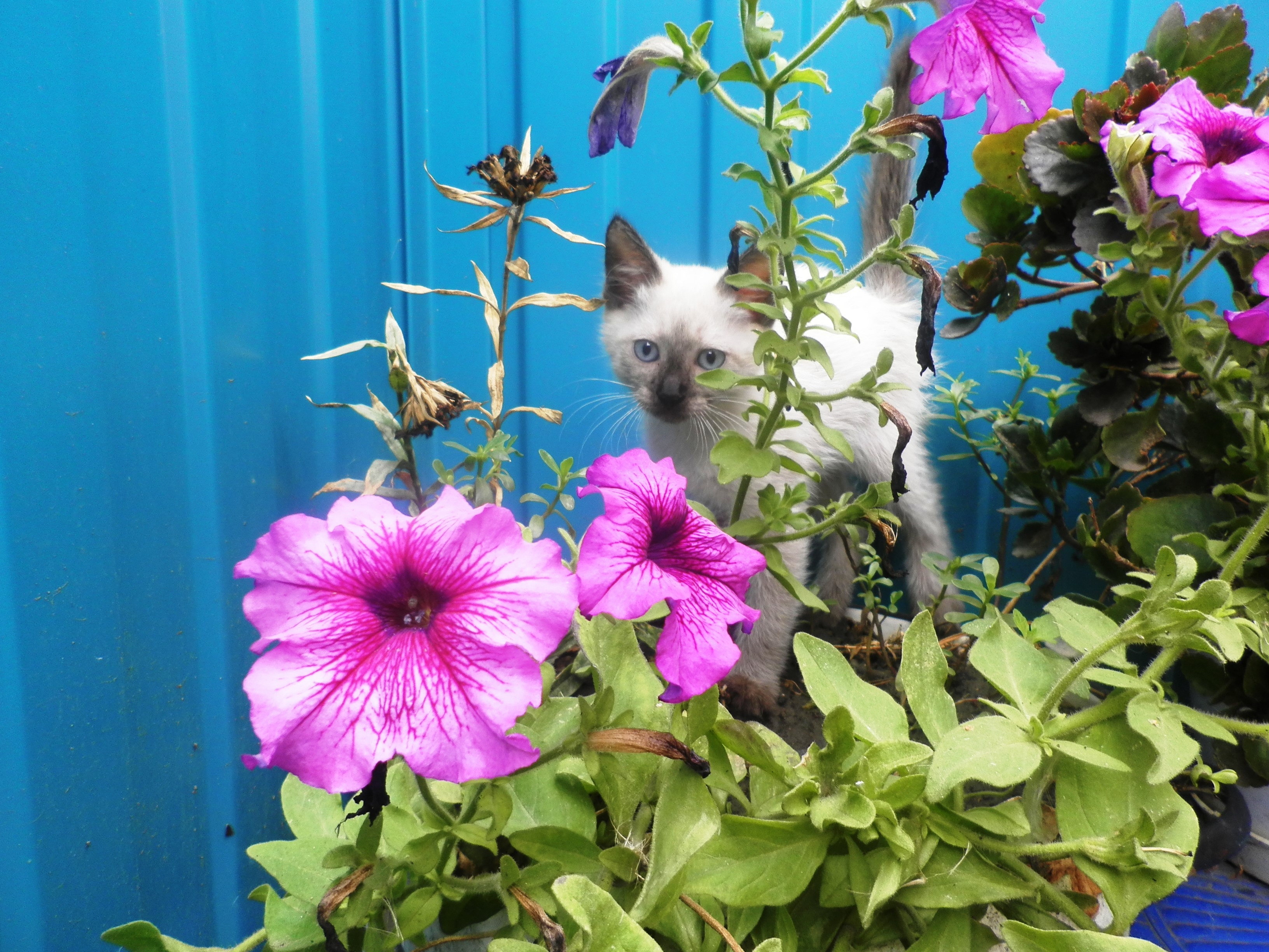 Siamese kitten hiding among pink petunias HD Wallpaper