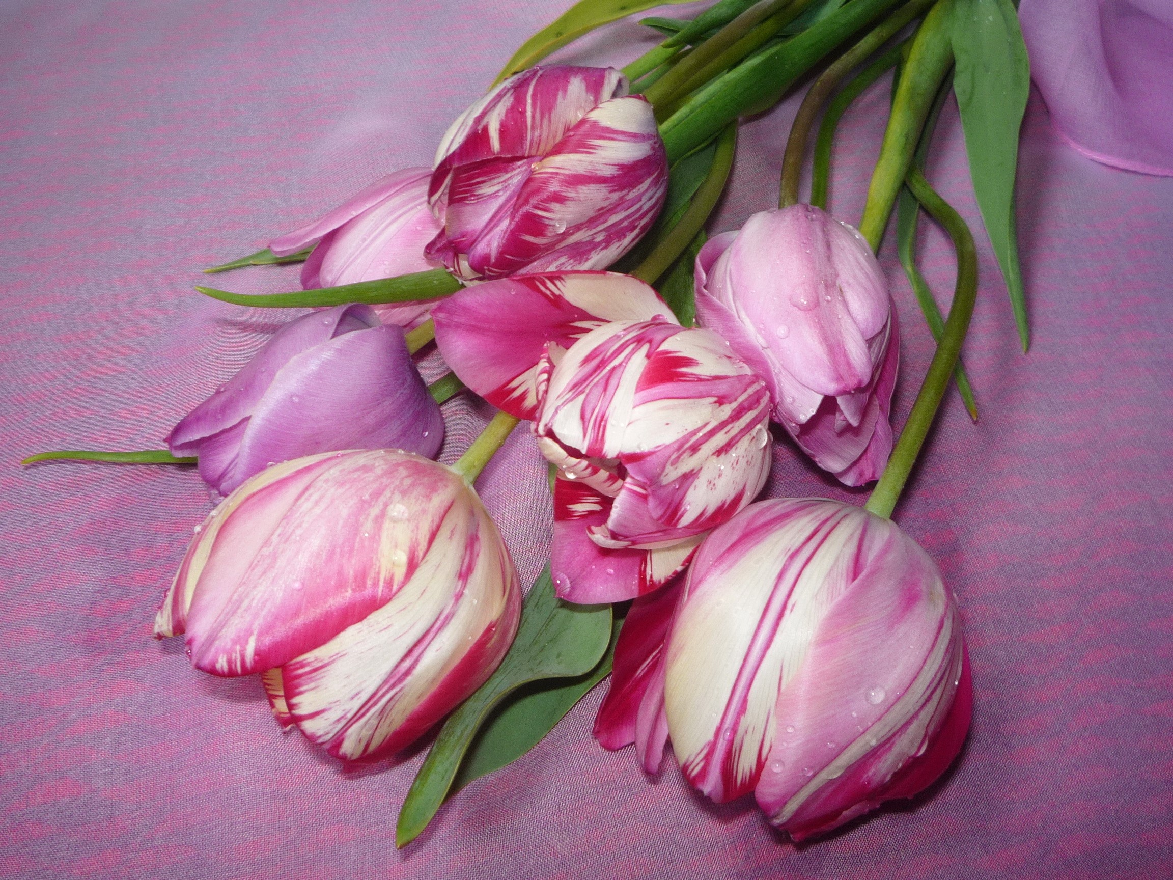Pink and purple tulips on a pink background HD Wallpaper