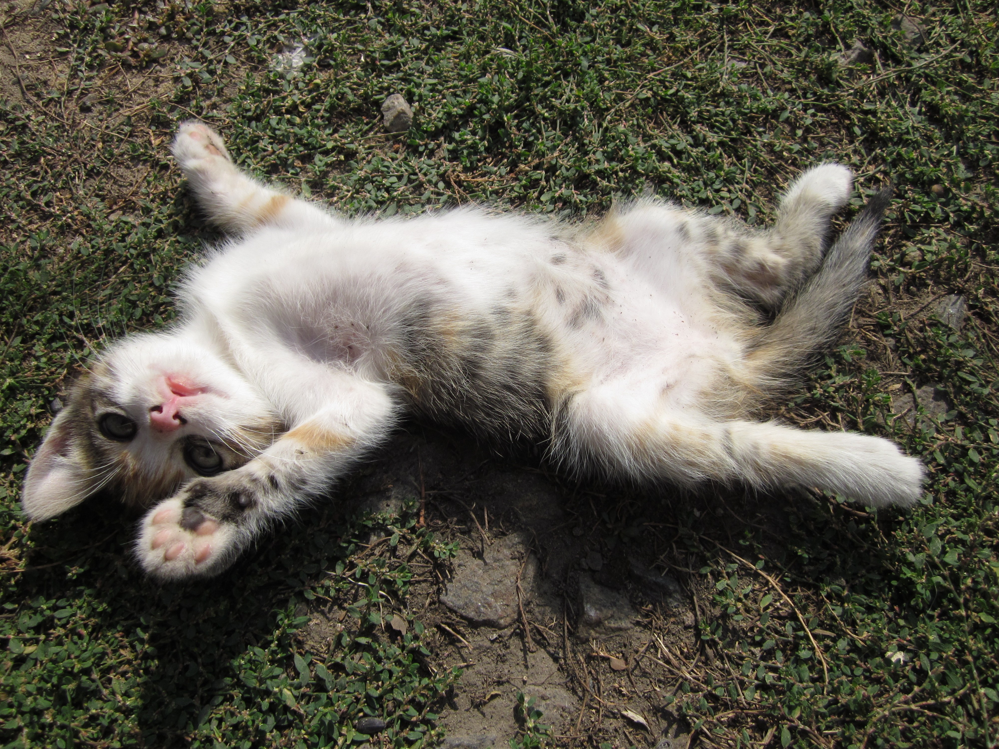 Kitten lying on the grass HD Wallpaper