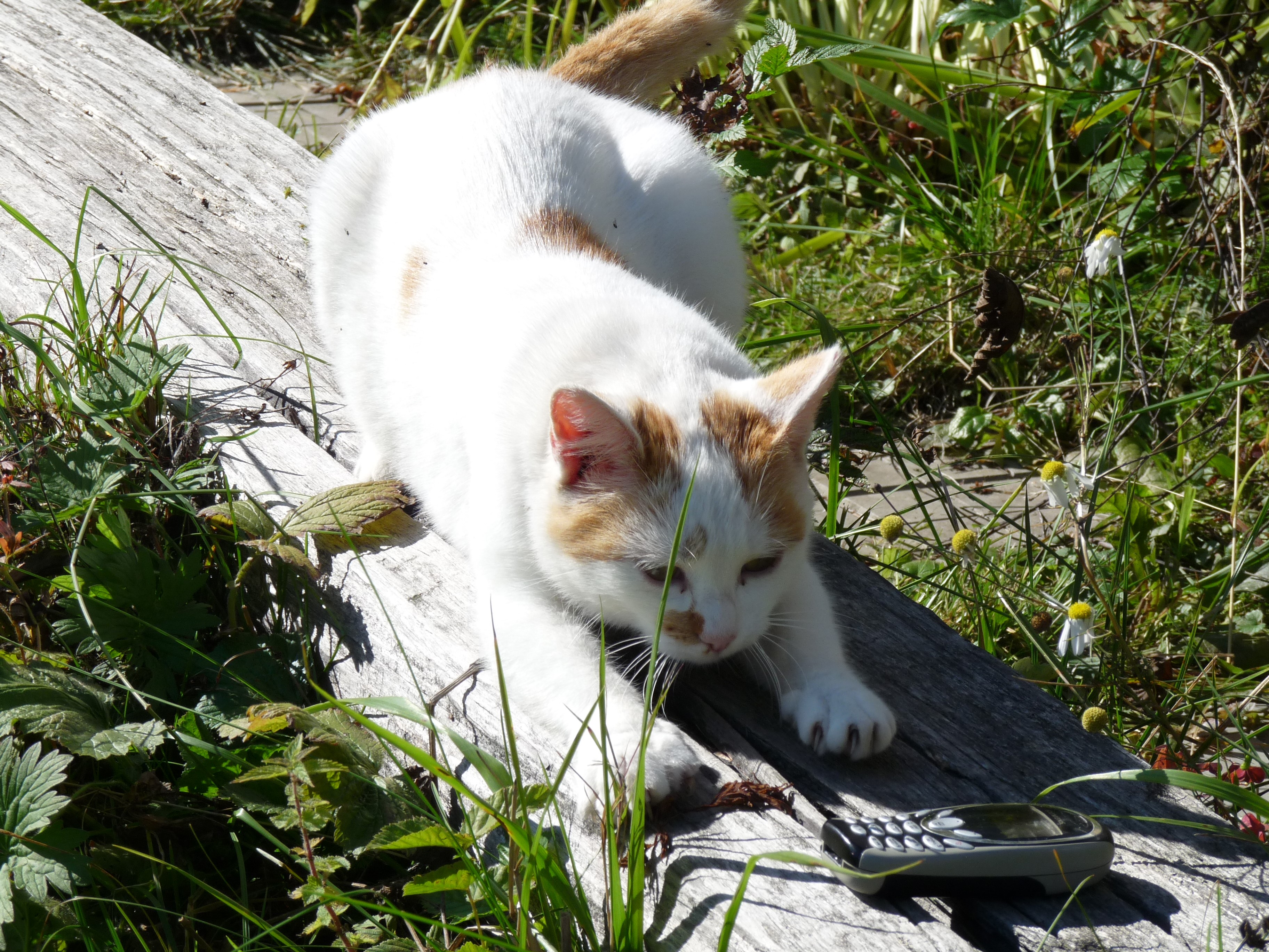 Cat stretching on a log with a cell phone HD Wallpaper