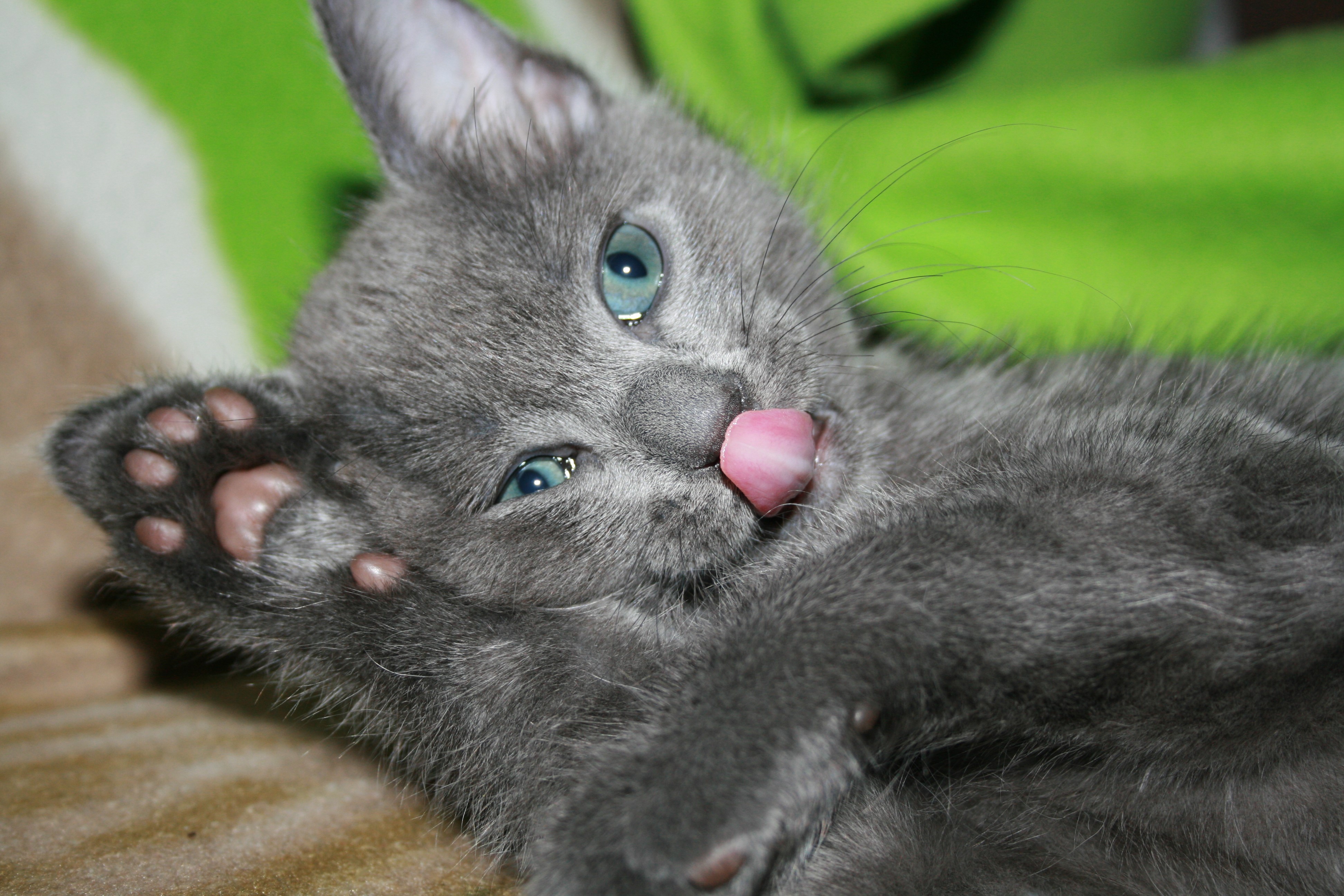 Gray Kitten Licking Its Nose HD Wallpaper