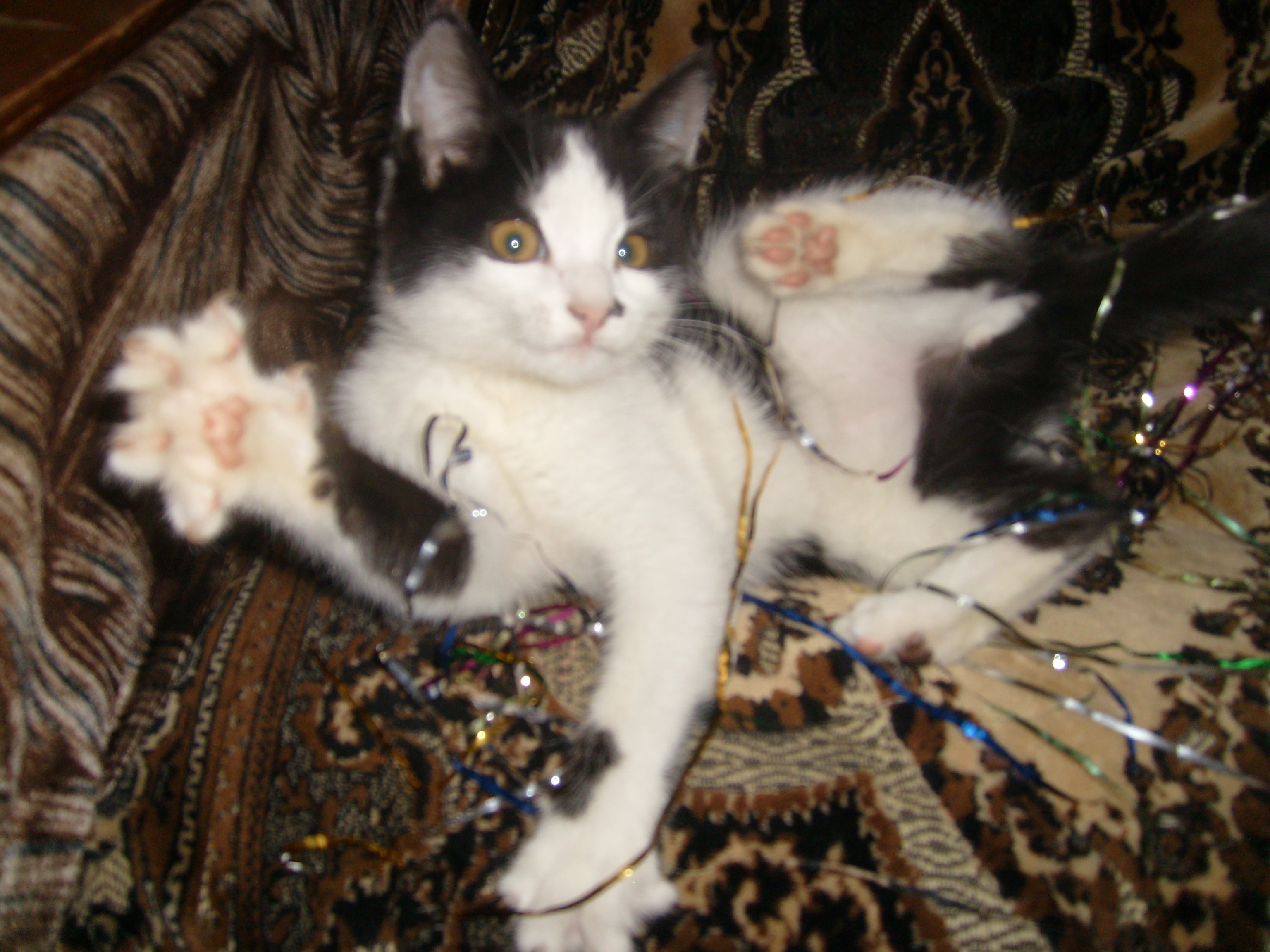 Black and white kitten playing with tinsel HD Wallpaper