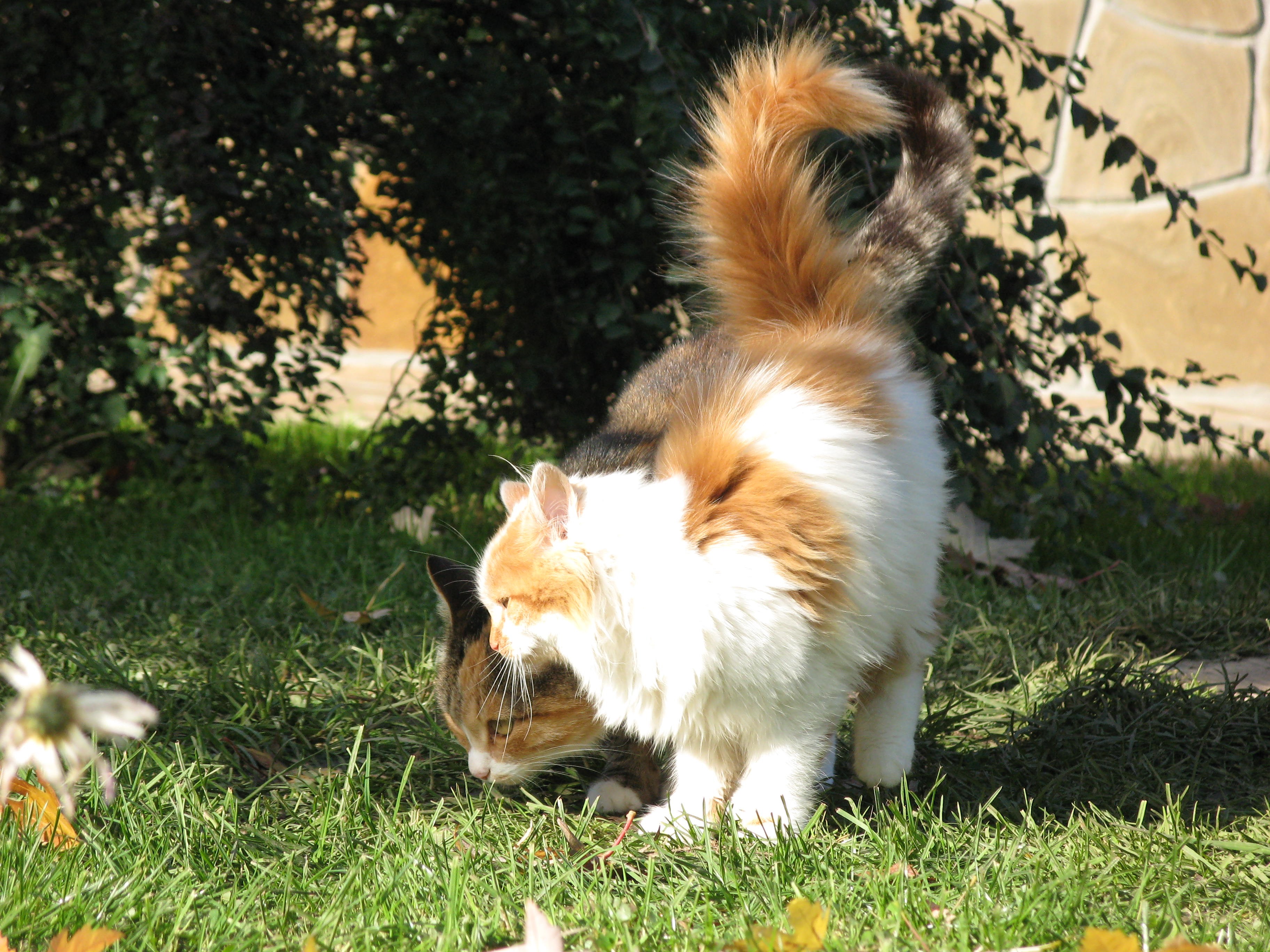 Two cats in the grass HD Wallpaper