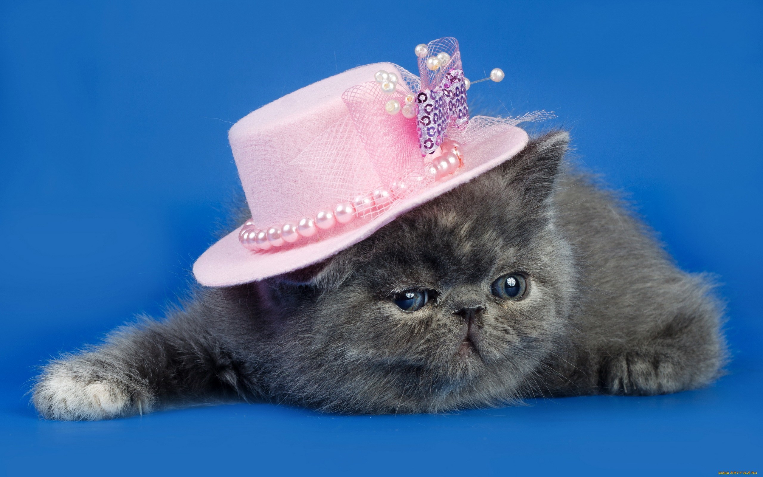 Grey kitten wearing a pink hat with pearls HD Wallpaper