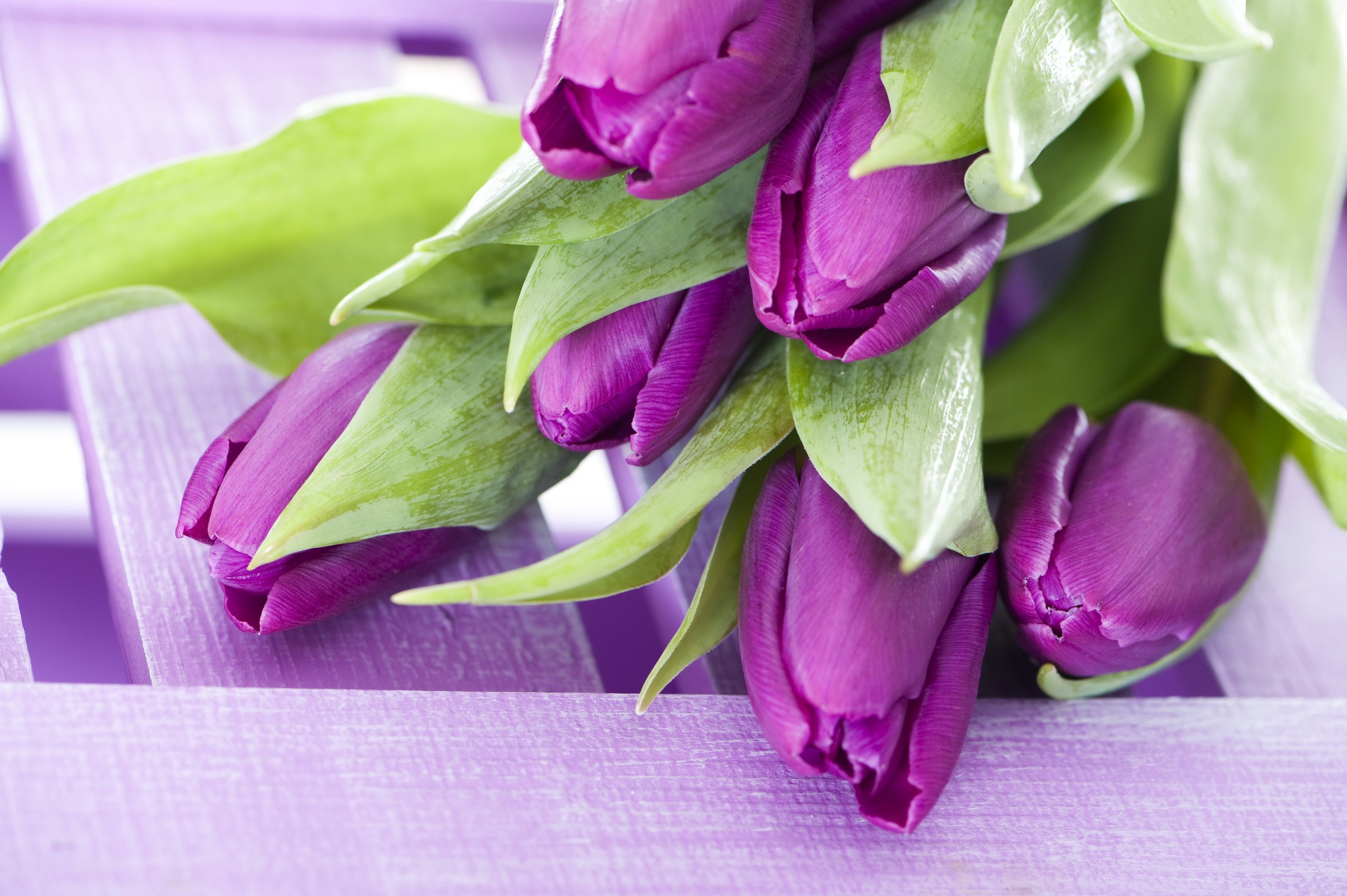 Purple Tulips on a Lavender Wooden Surface HD Wallpaper