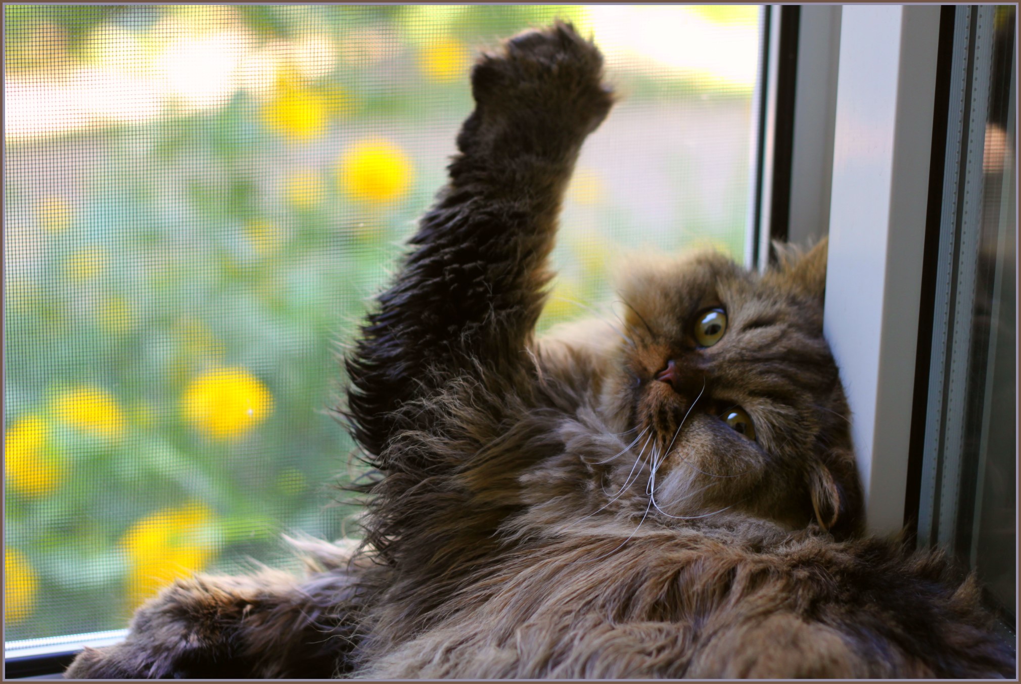 Fluffy cat with paw raised by window HD Wallpaper