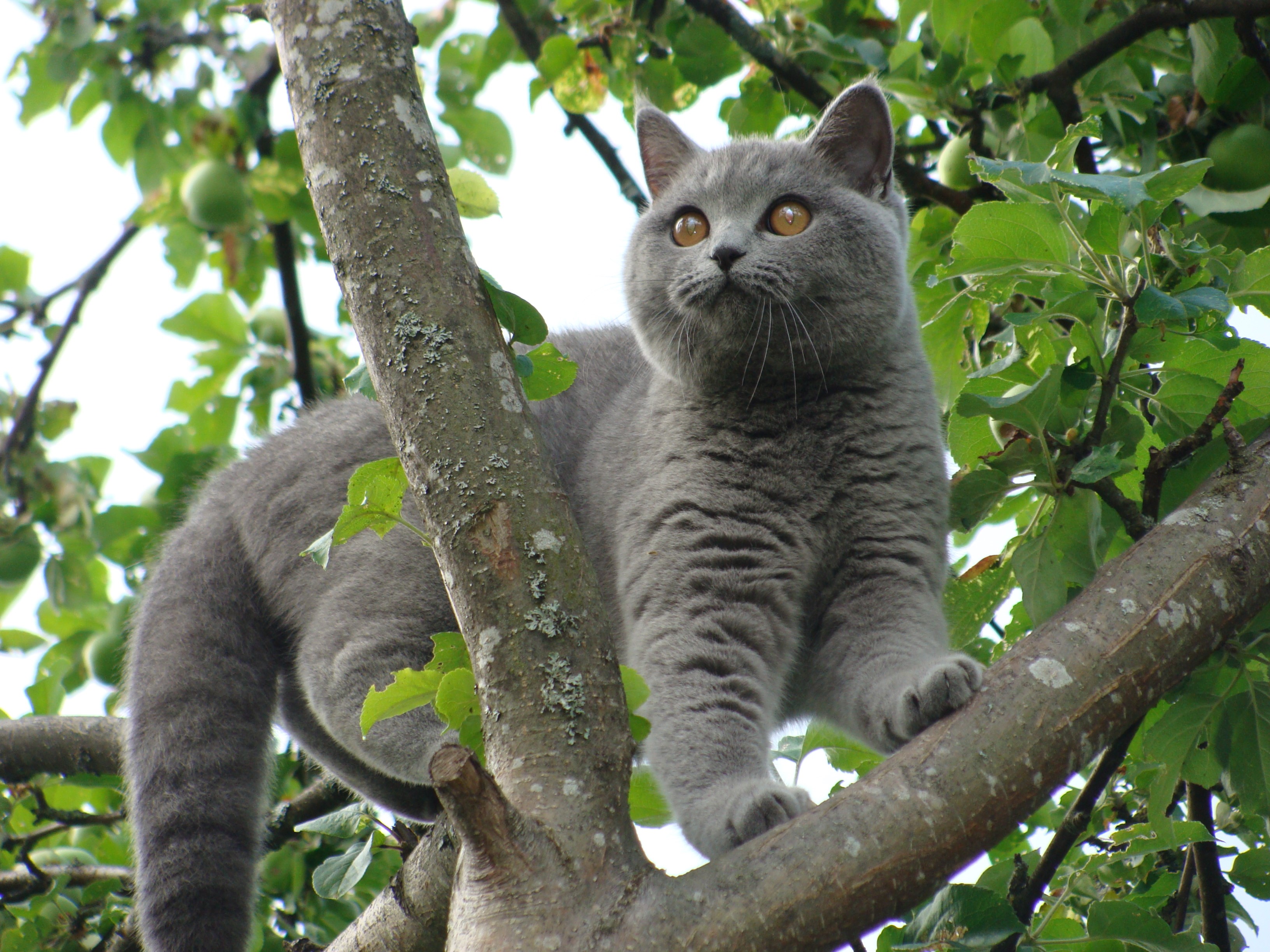 A grey cat perched on a tree branch HD Wallpaper