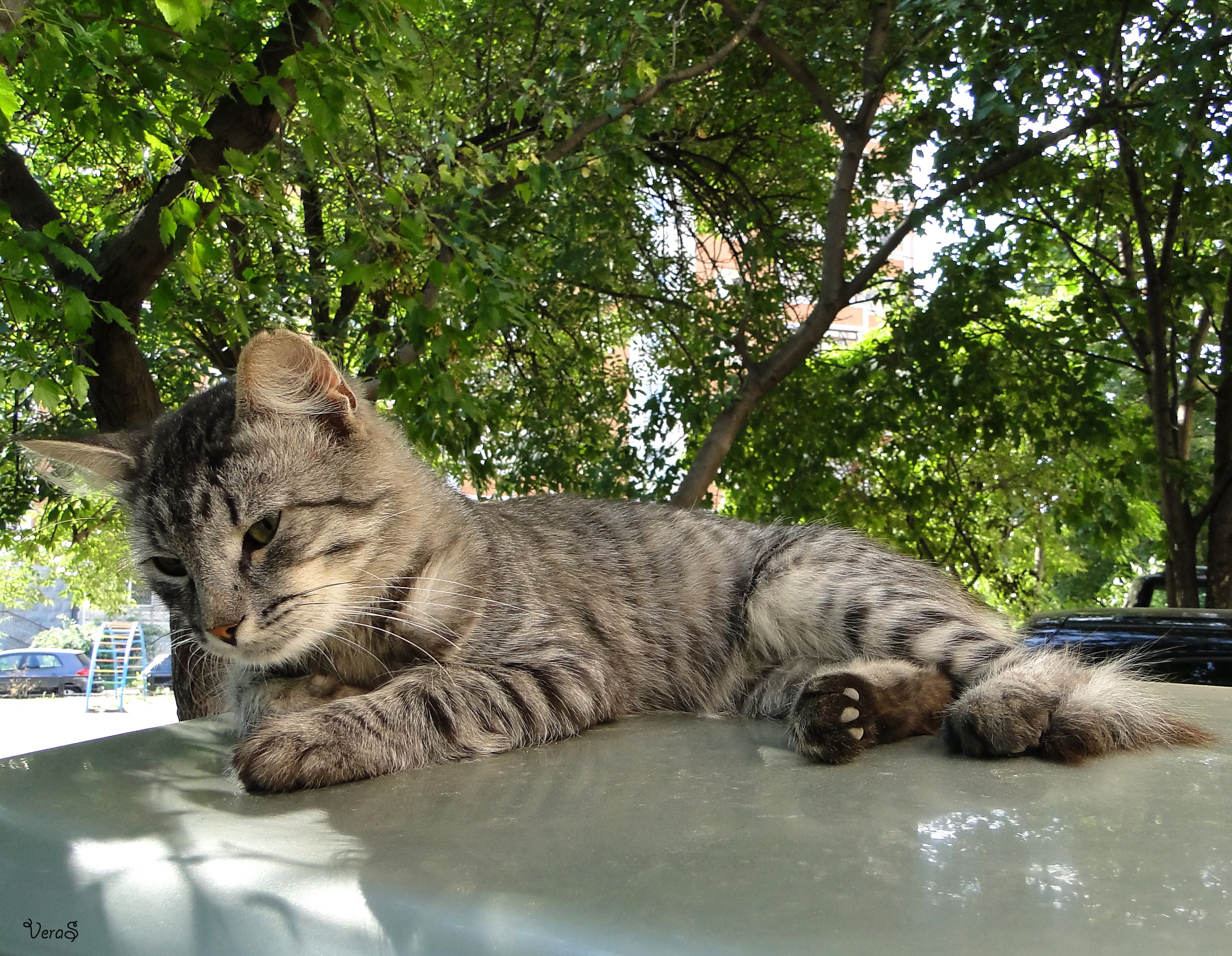A tabby cat rests on a car hood HD Wallpaper