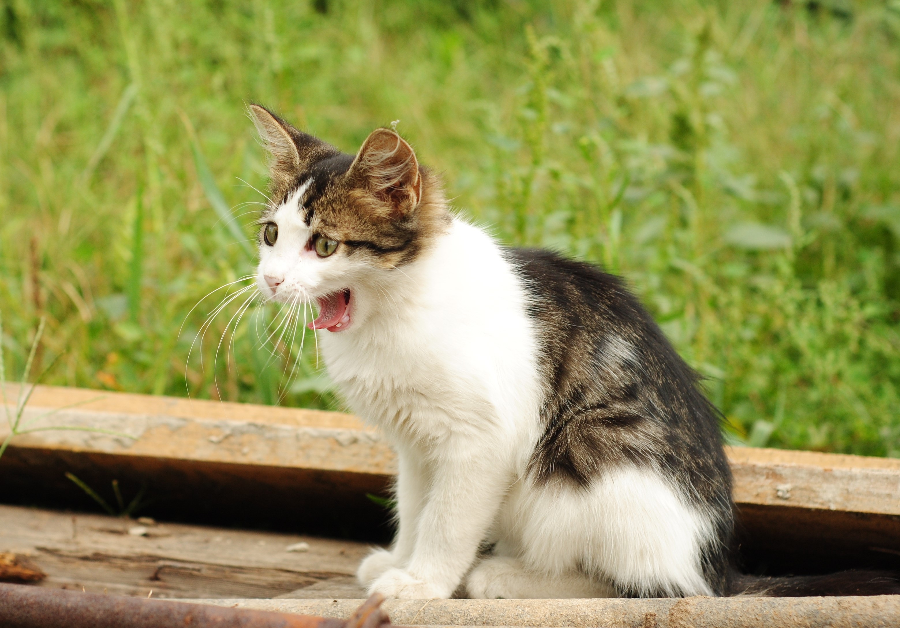 A tabby and white cat yawns outdoors HD Wallpaper