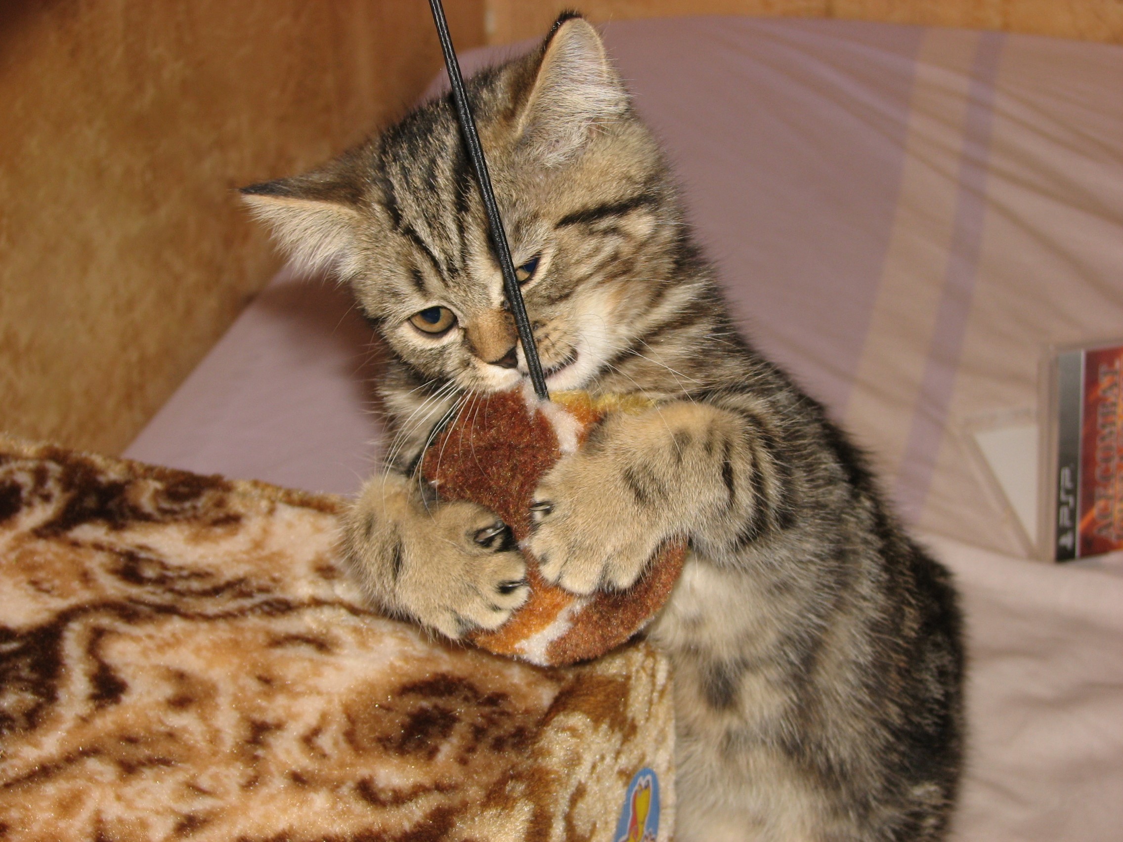 Kitten playing with a toy mouse HD Wallpaper