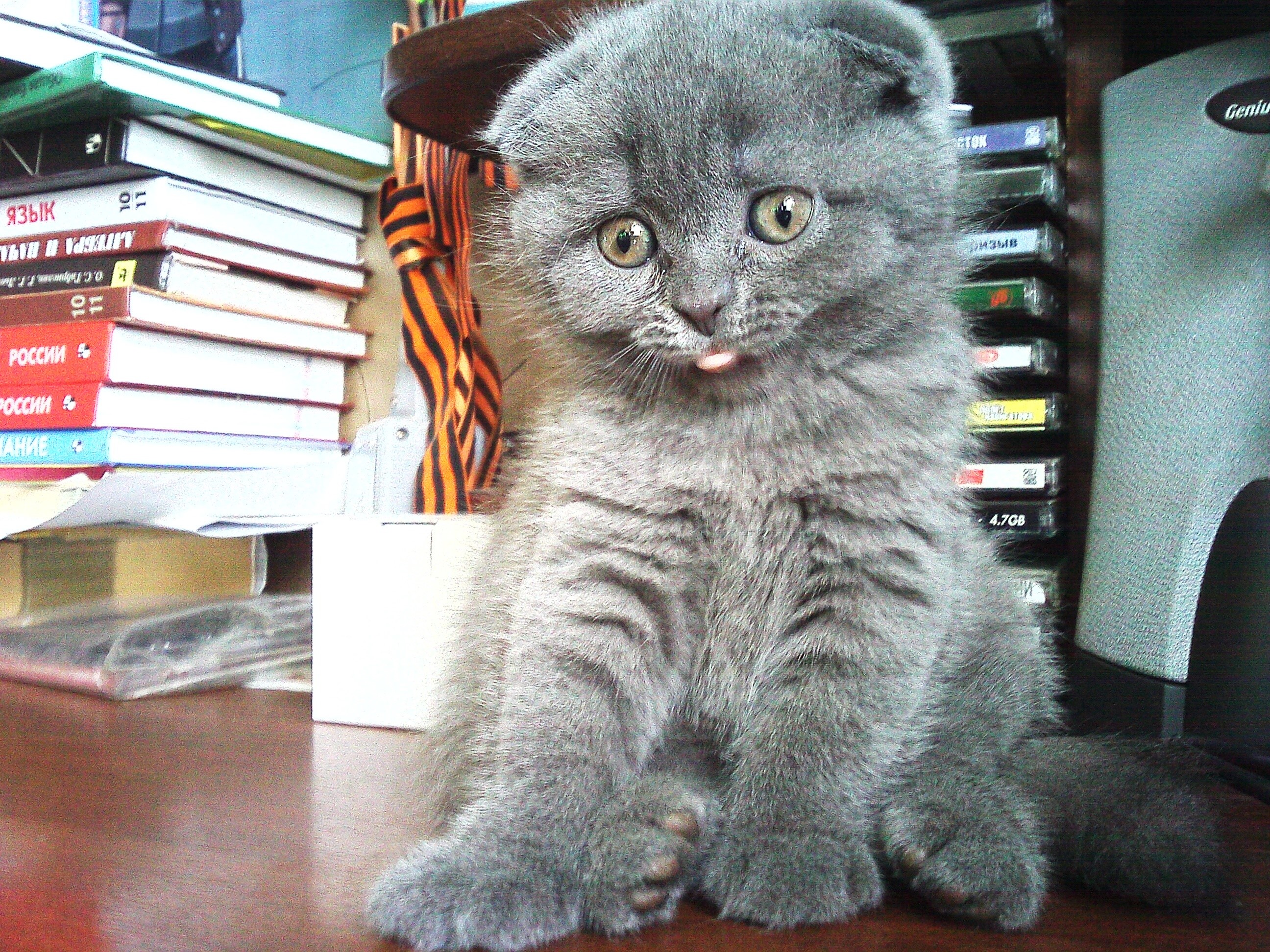 Scottish Fold kitten sitting on a desk HD Wallpaper