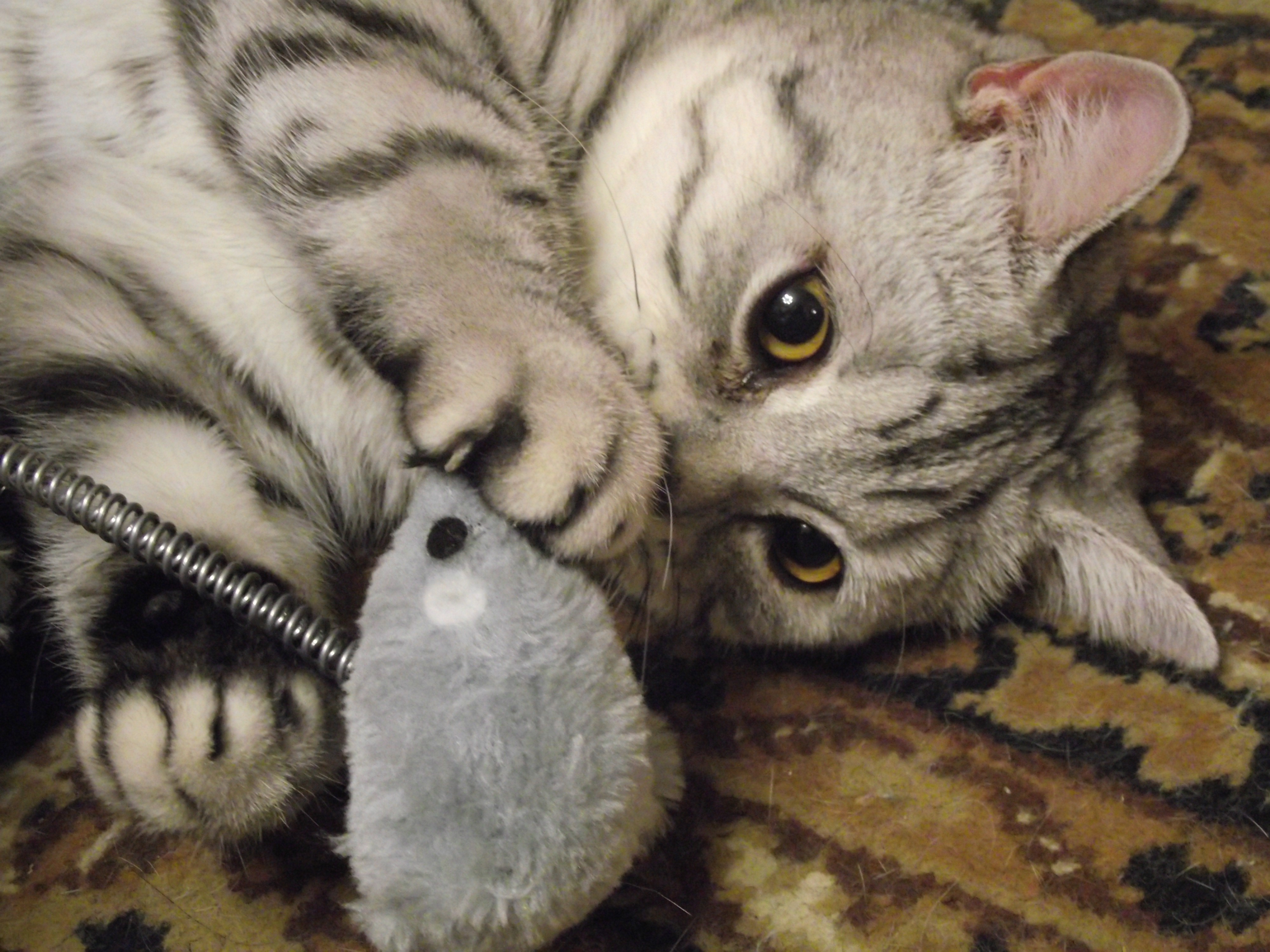Cat playing with a toy mouse HD Wallpaper