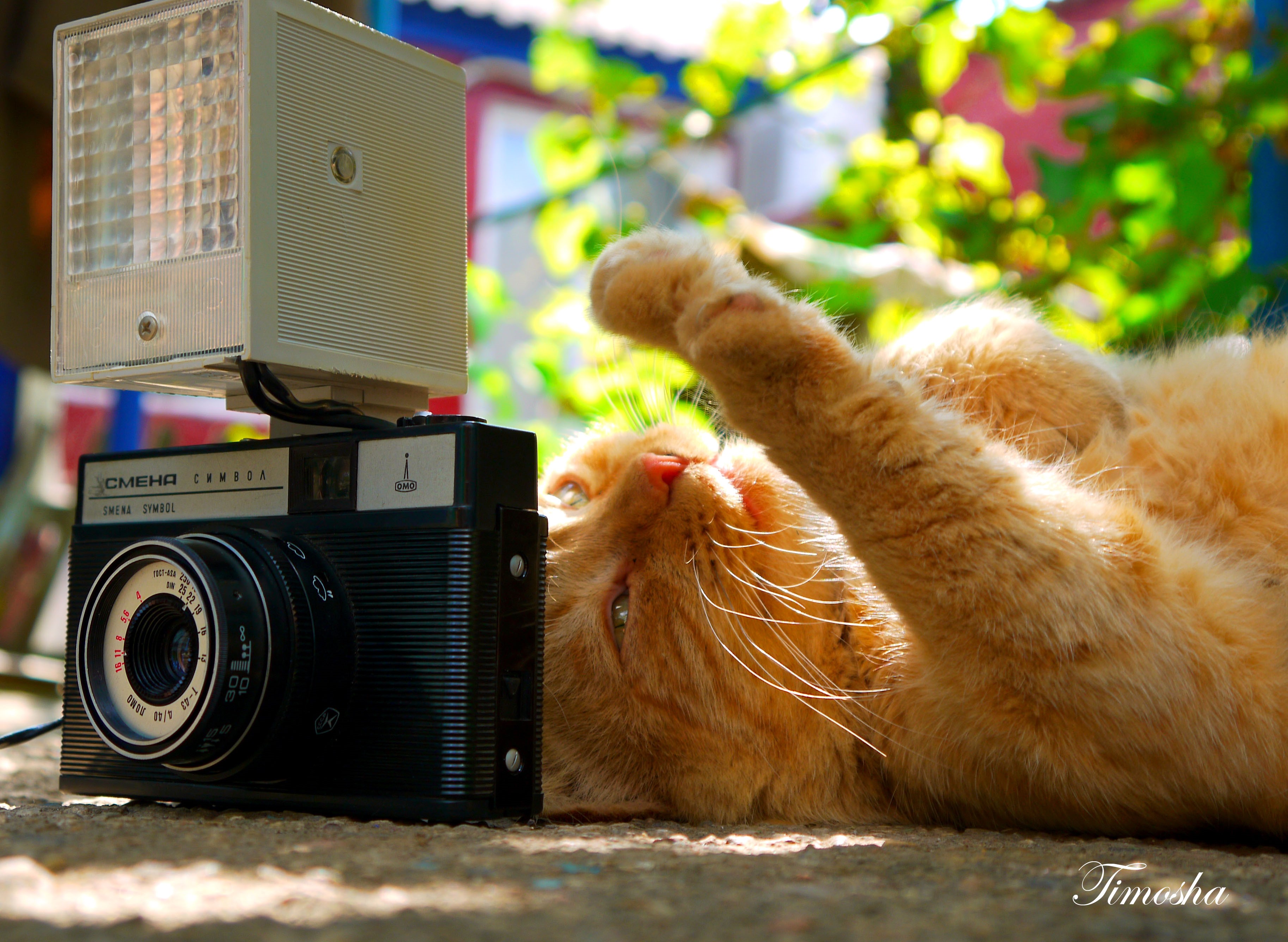 Ginger cat with vintage camera and flash HD Wallpaper