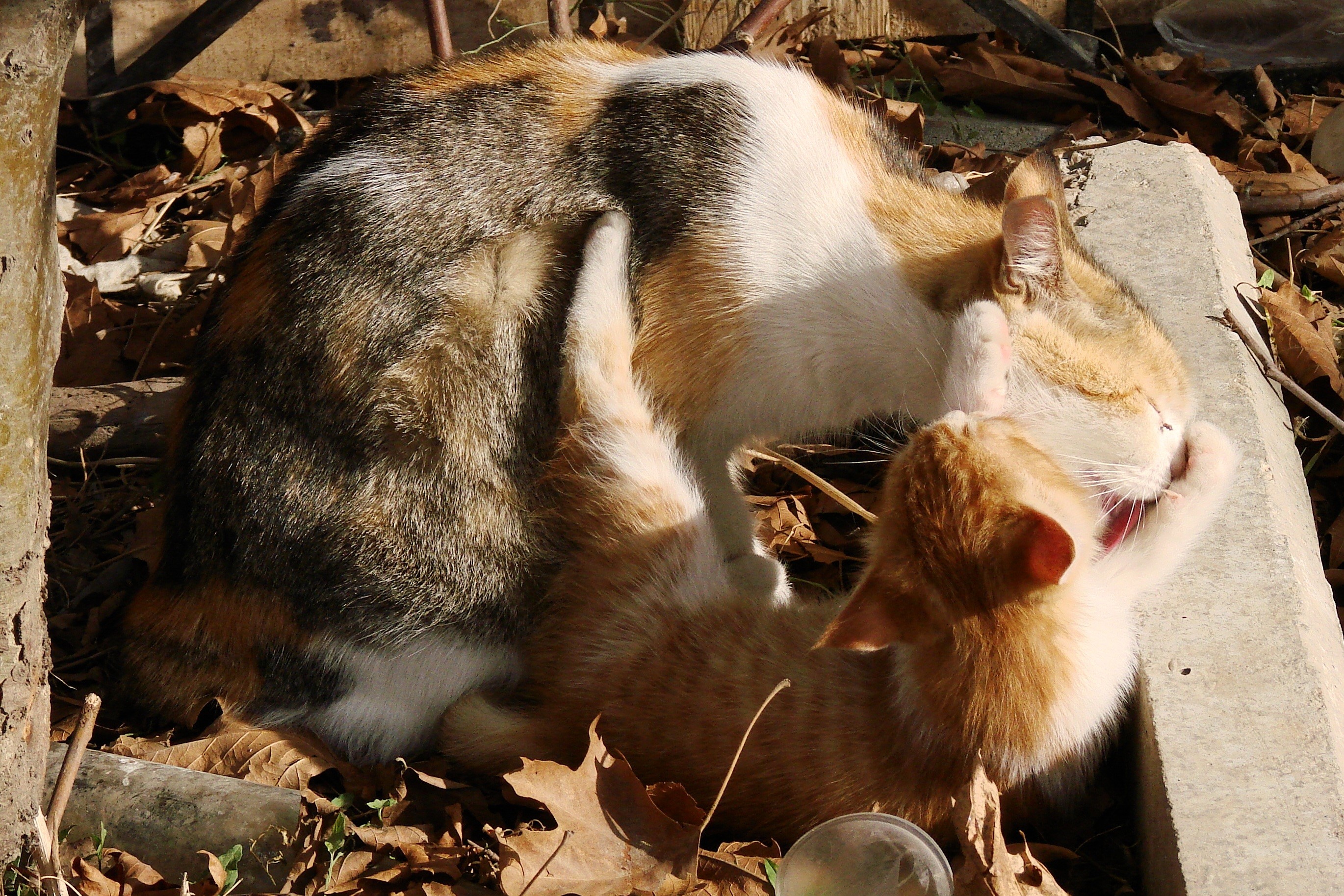 Calico cat grooming an orange kitten HD Wallpaper