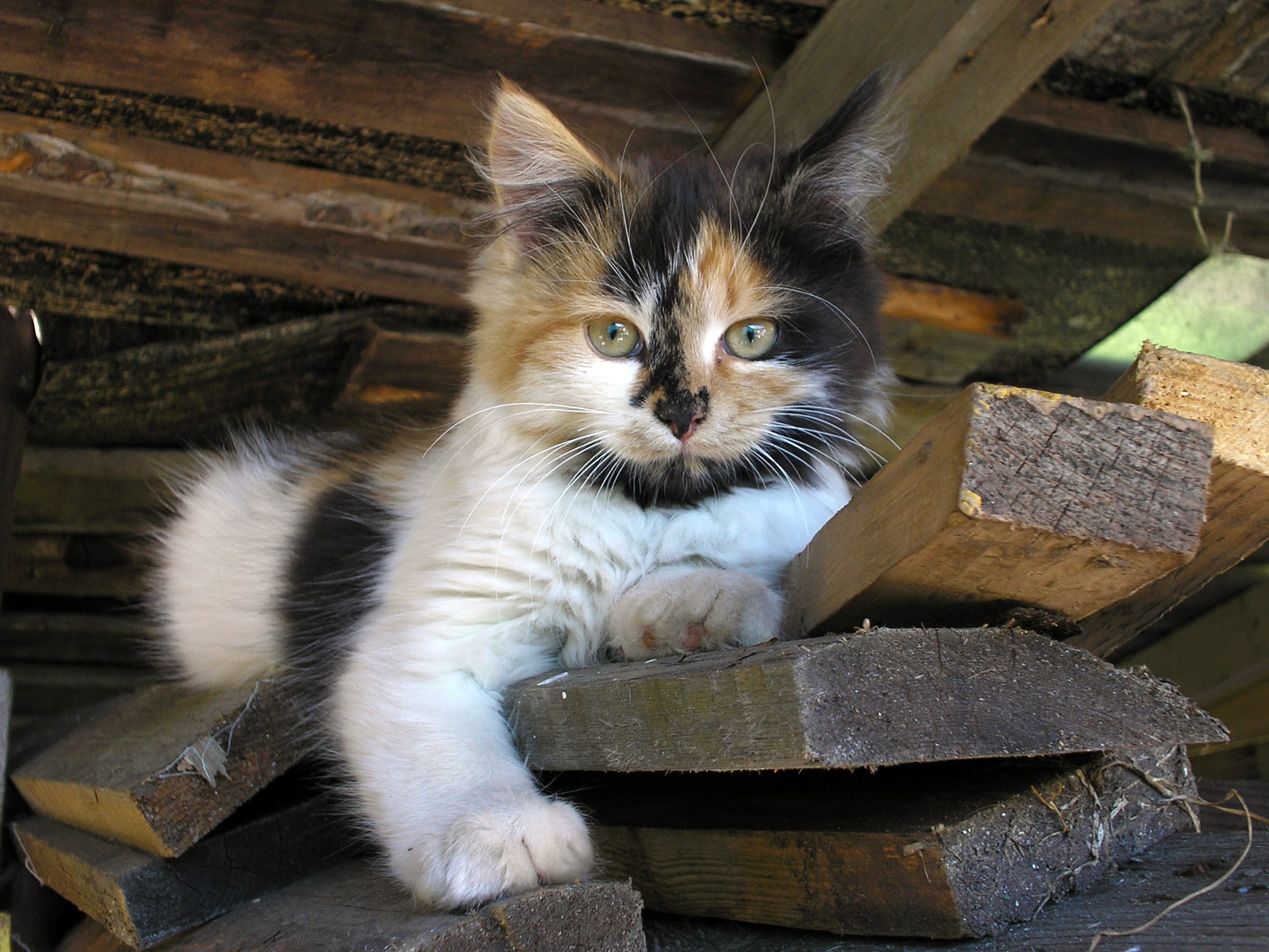 Calico kitten resting on wood planks HD Wallpaper