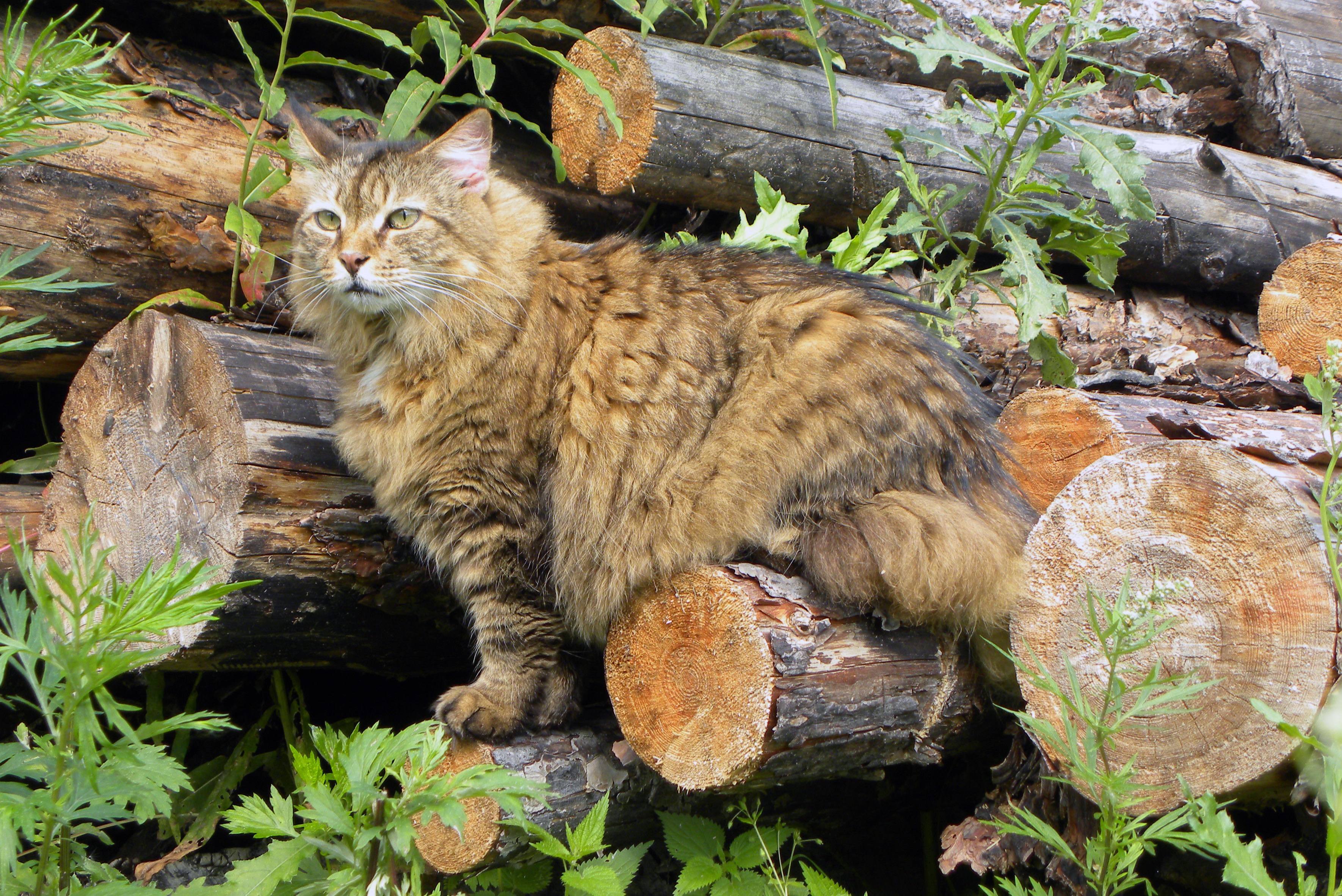 Fluffy cat sitting on logs HD Wallpaper