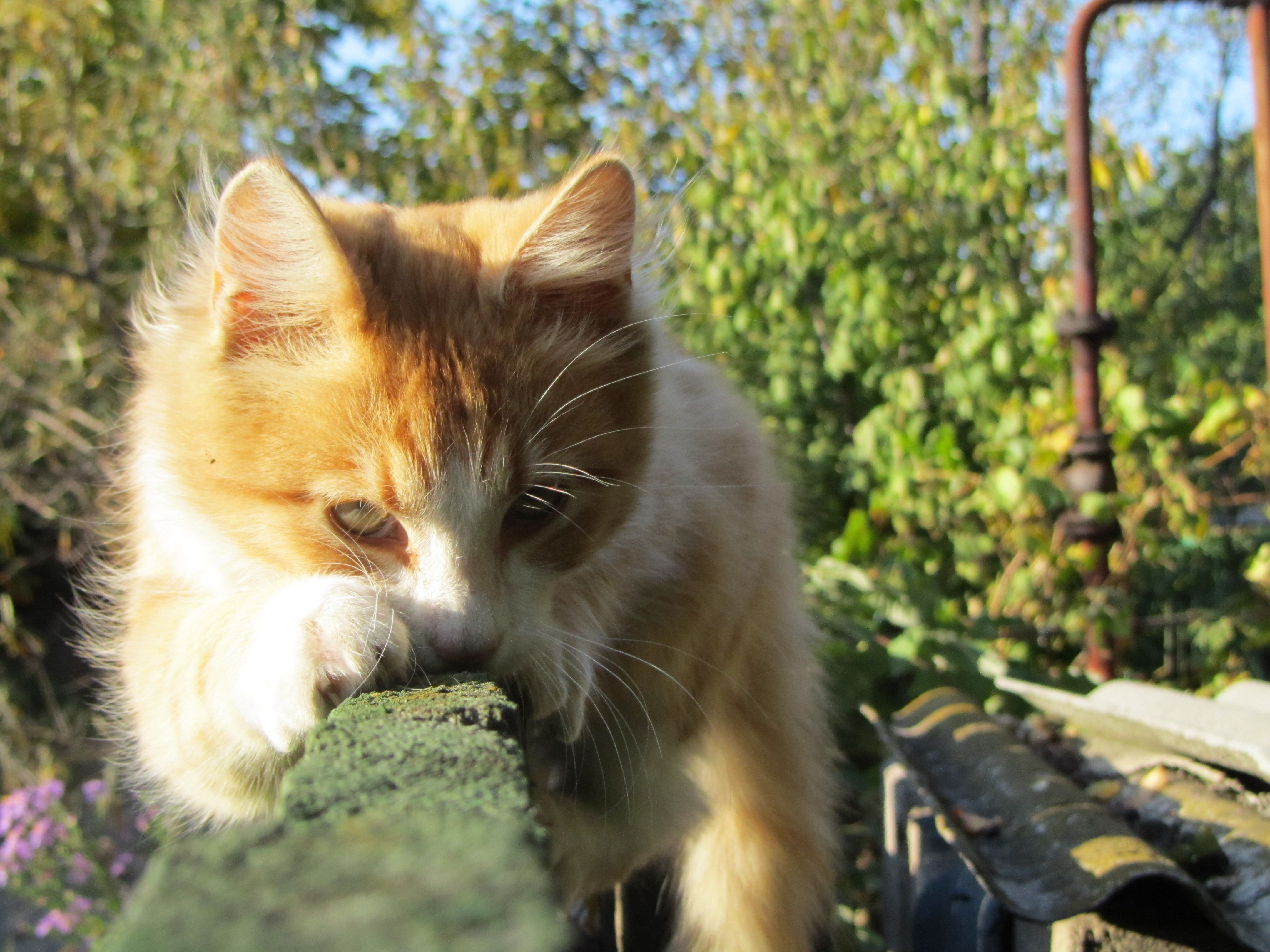 Orange cat looking down HD Wallpaper