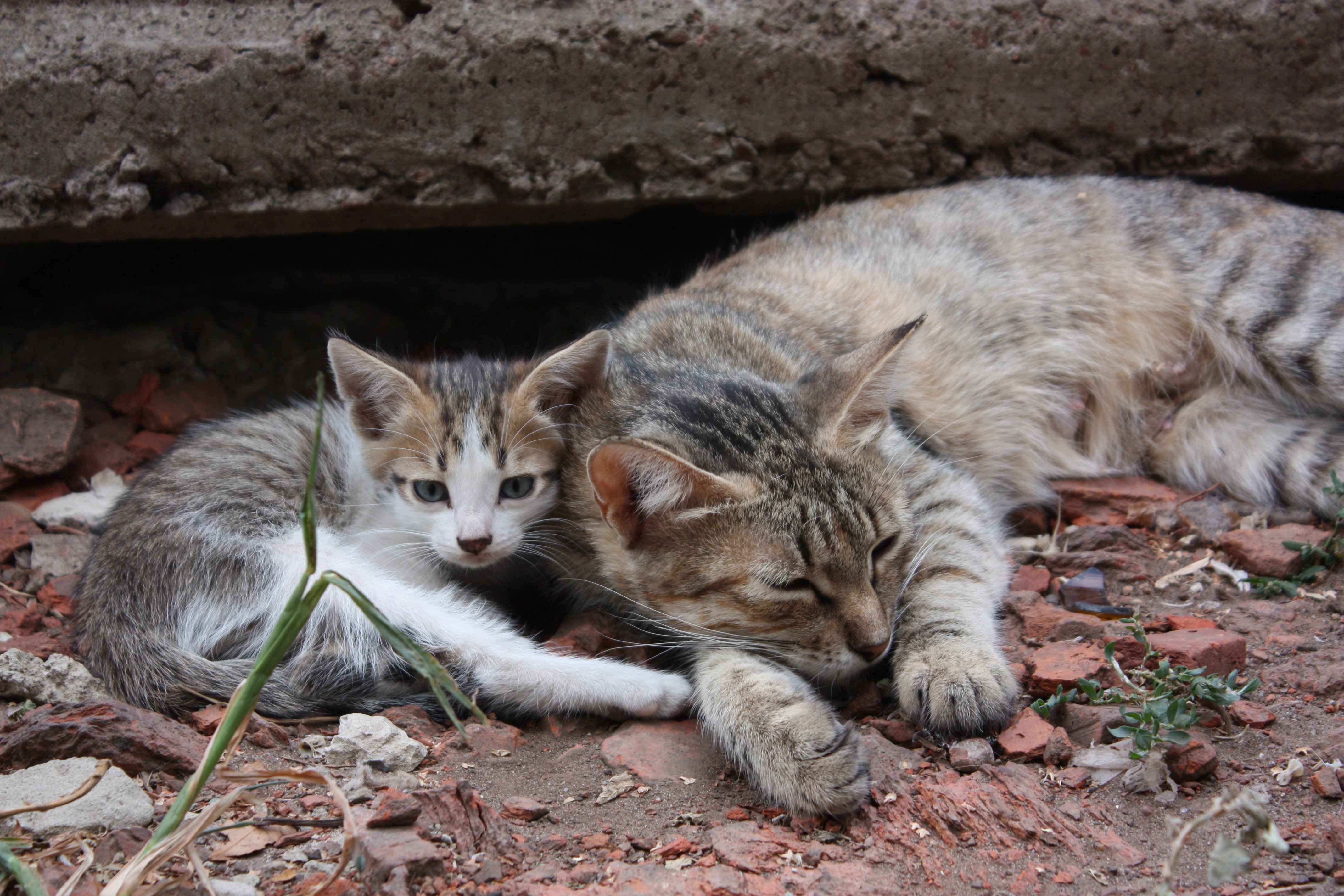 4K Cats and Kittens Resting HD Wallpaper