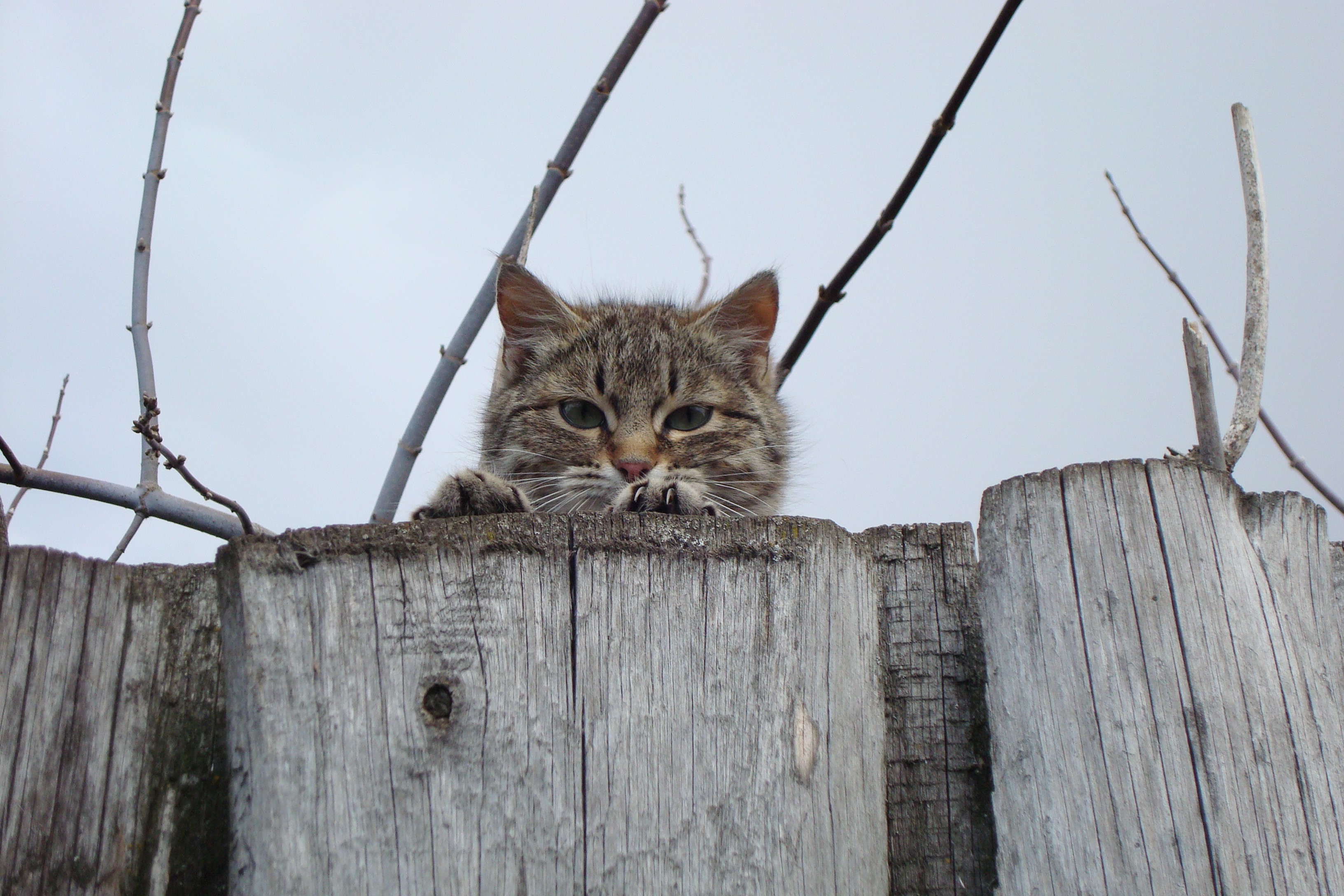 Cat peeking over a wooden fence HD Wallpaper