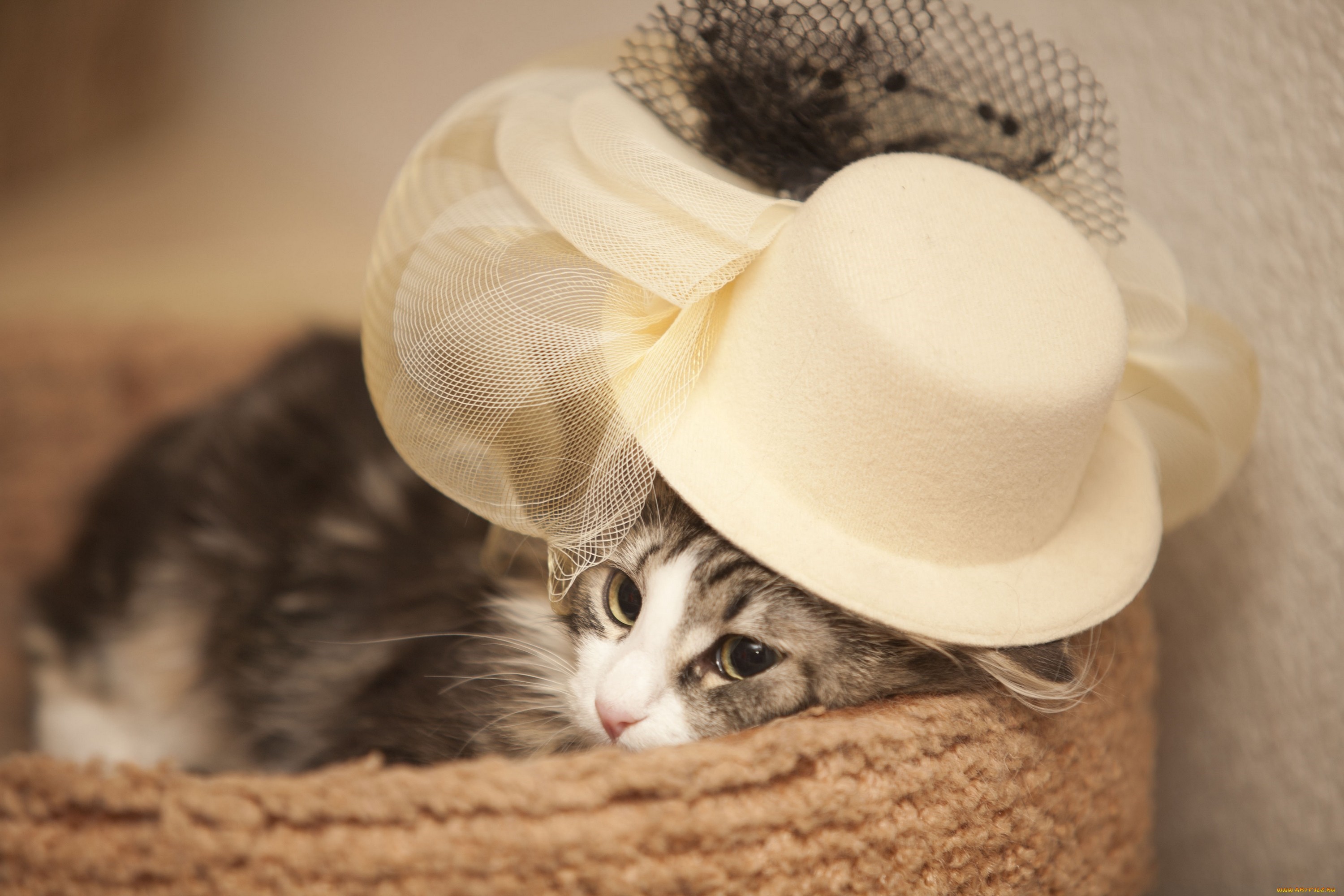Cat wearing a fancy hat HD Wallpaper