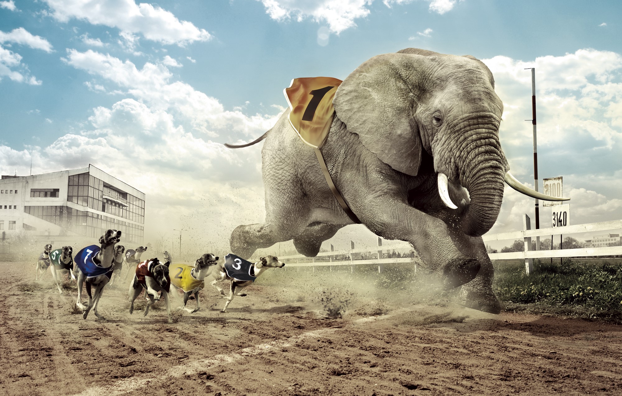 Elephant and Greyhounds racing on a dirt track HD Wallpaper