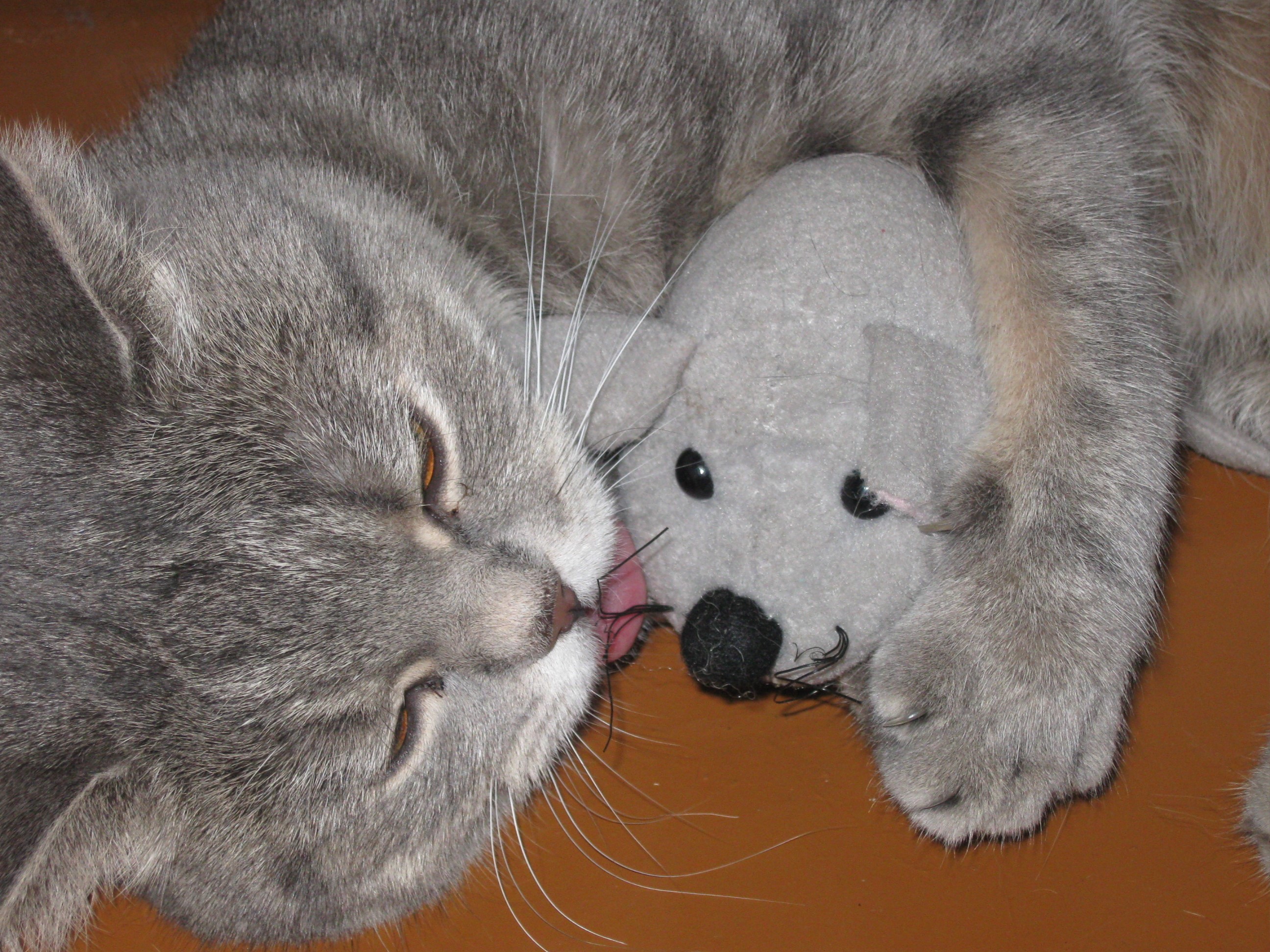 Grey cat licking a stuffed mouse HD Wallpaper