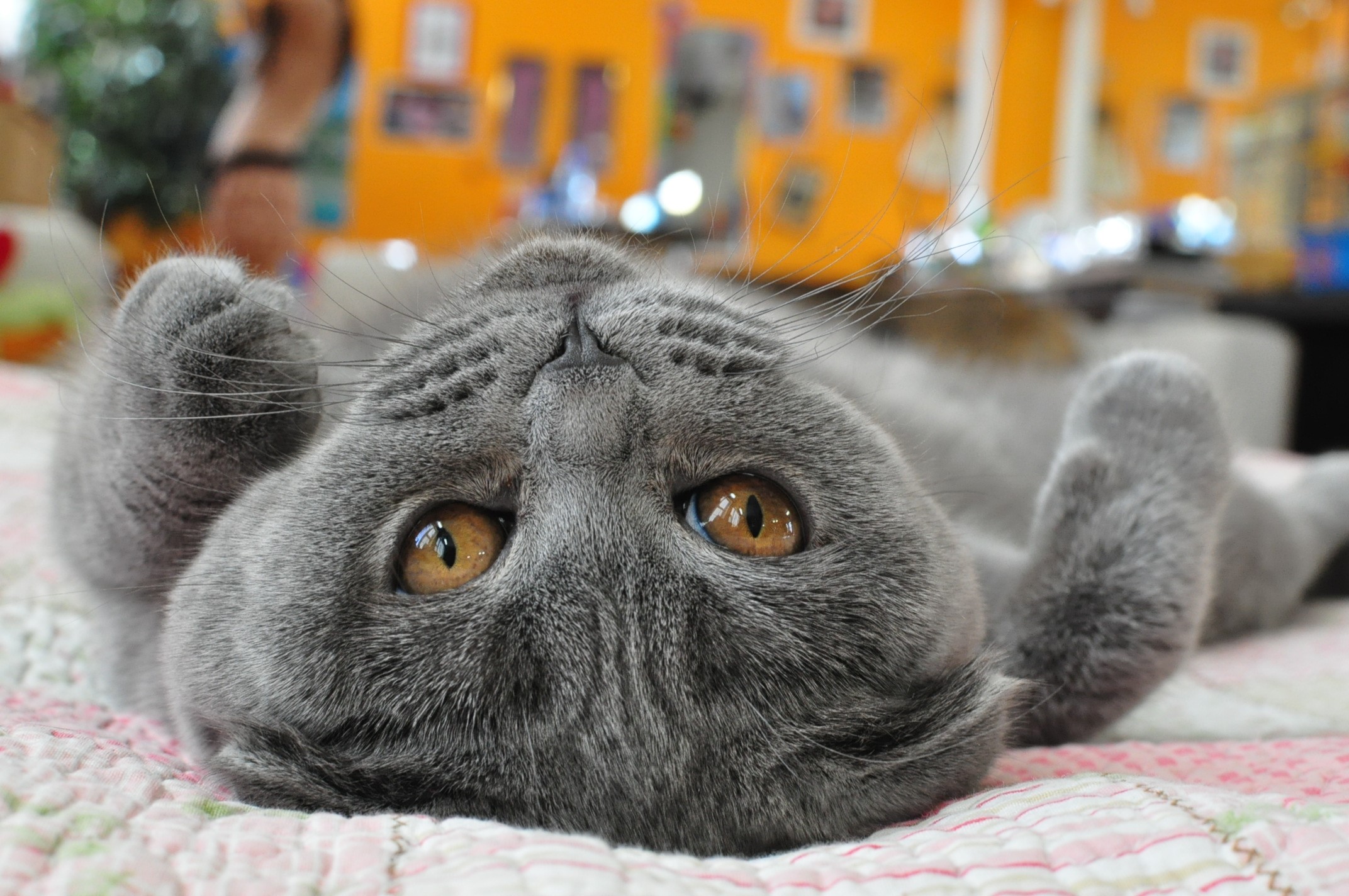 Grey Scottish Fold cat lying on its back HD Wallpaper