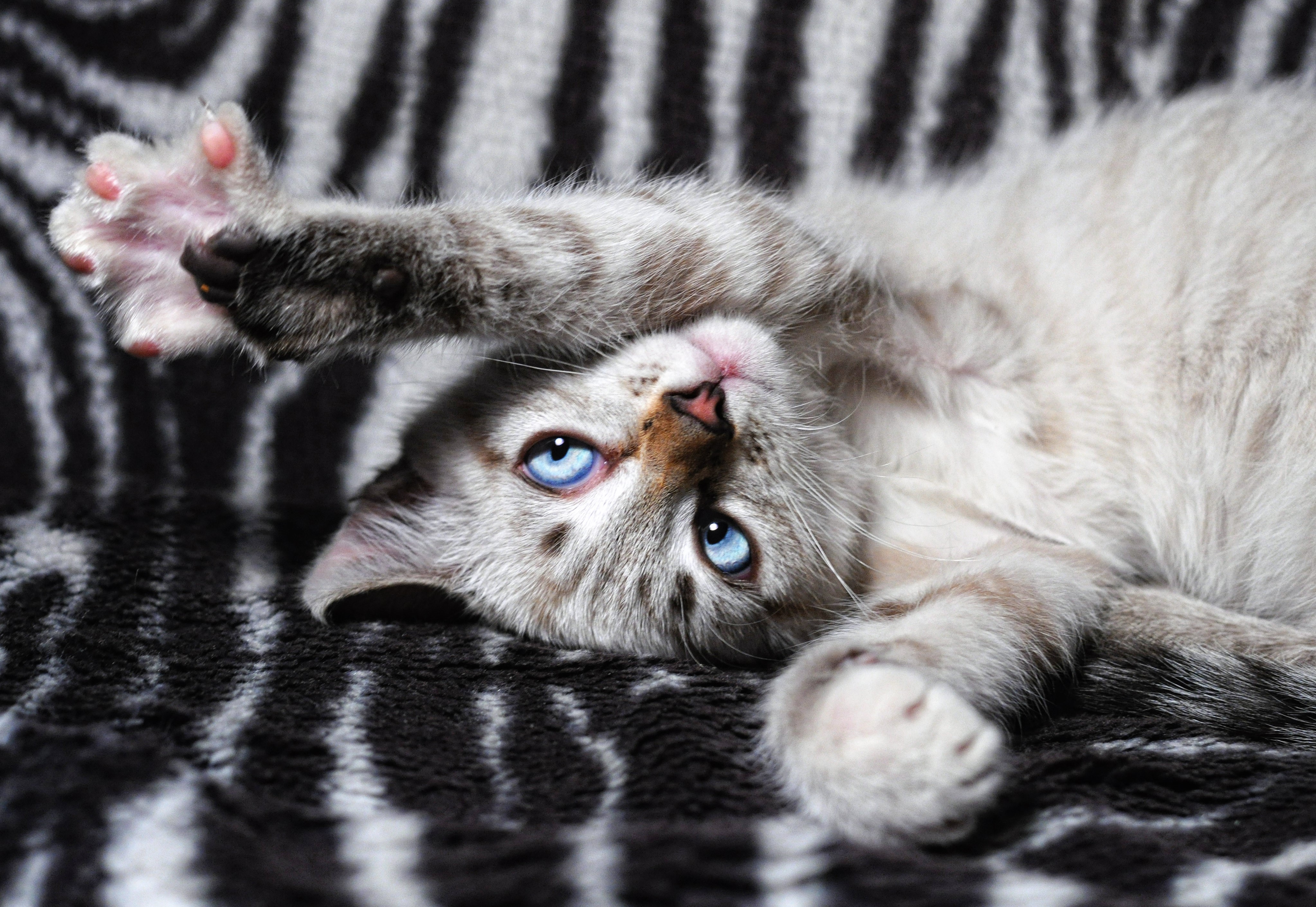 Kitten with blue eyes on a striped blanket HD Wallpaper