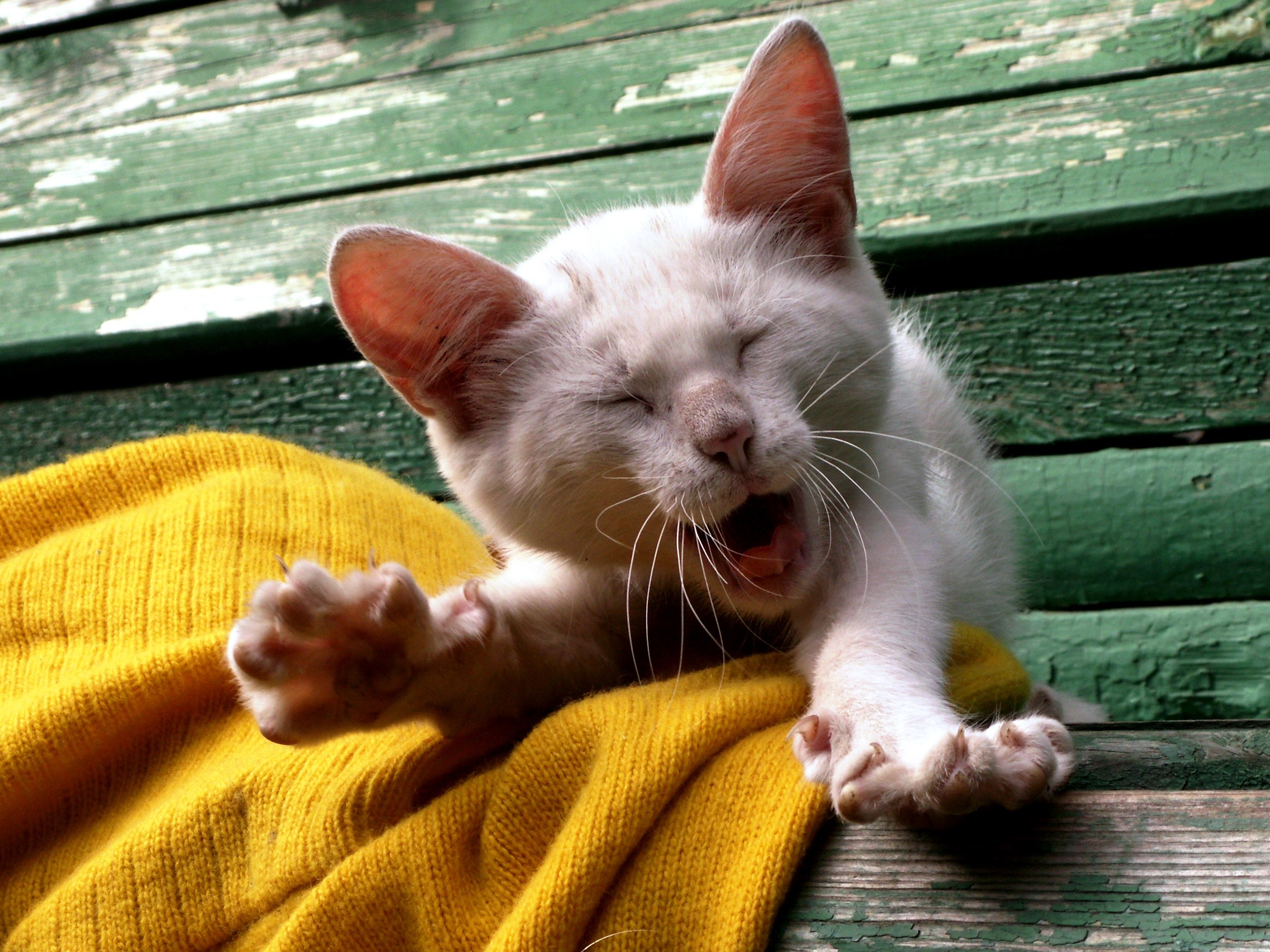 White cat yawning on a yellow blanket HD Wallpaper