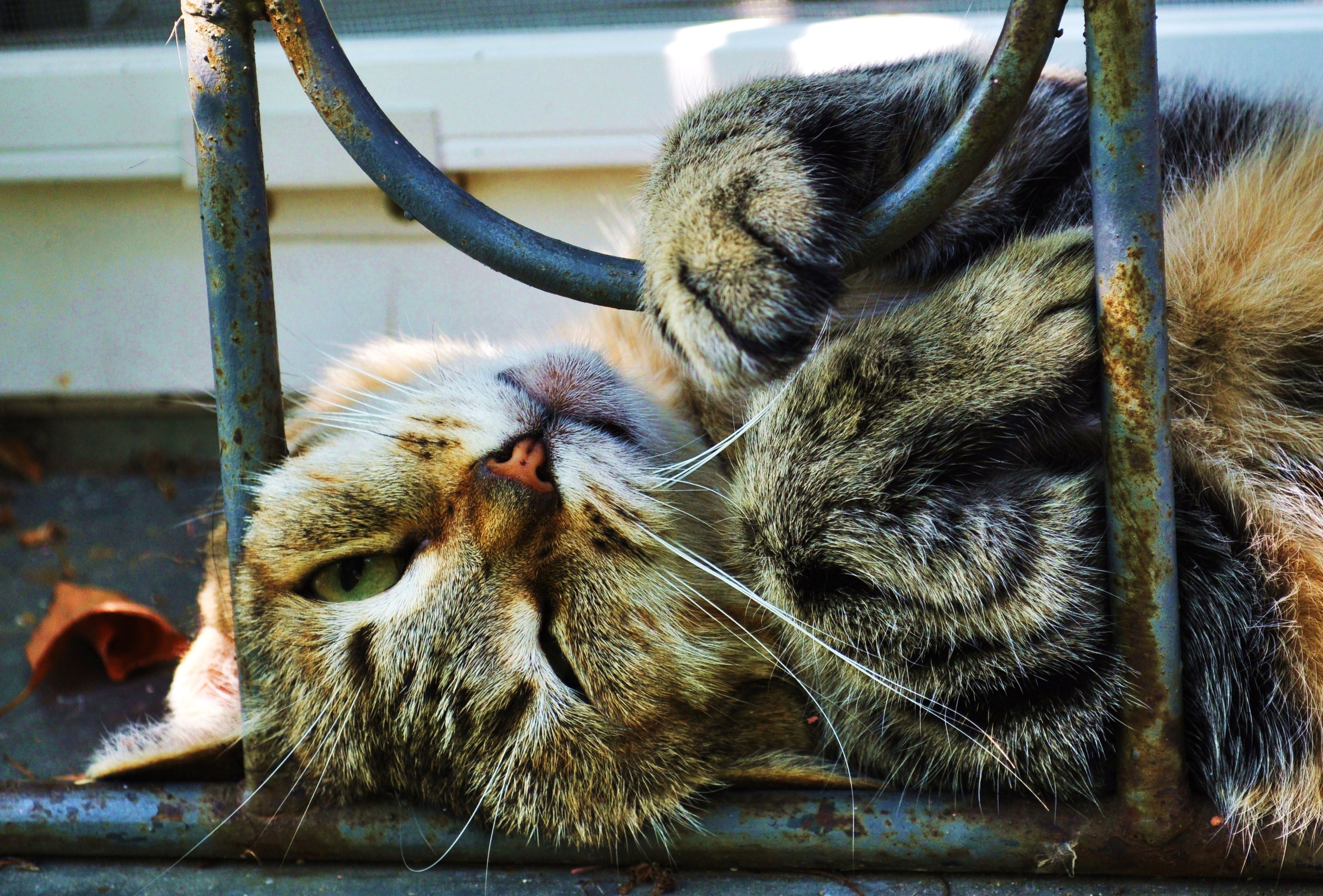Cat lying on metal bars HD Wallpaper