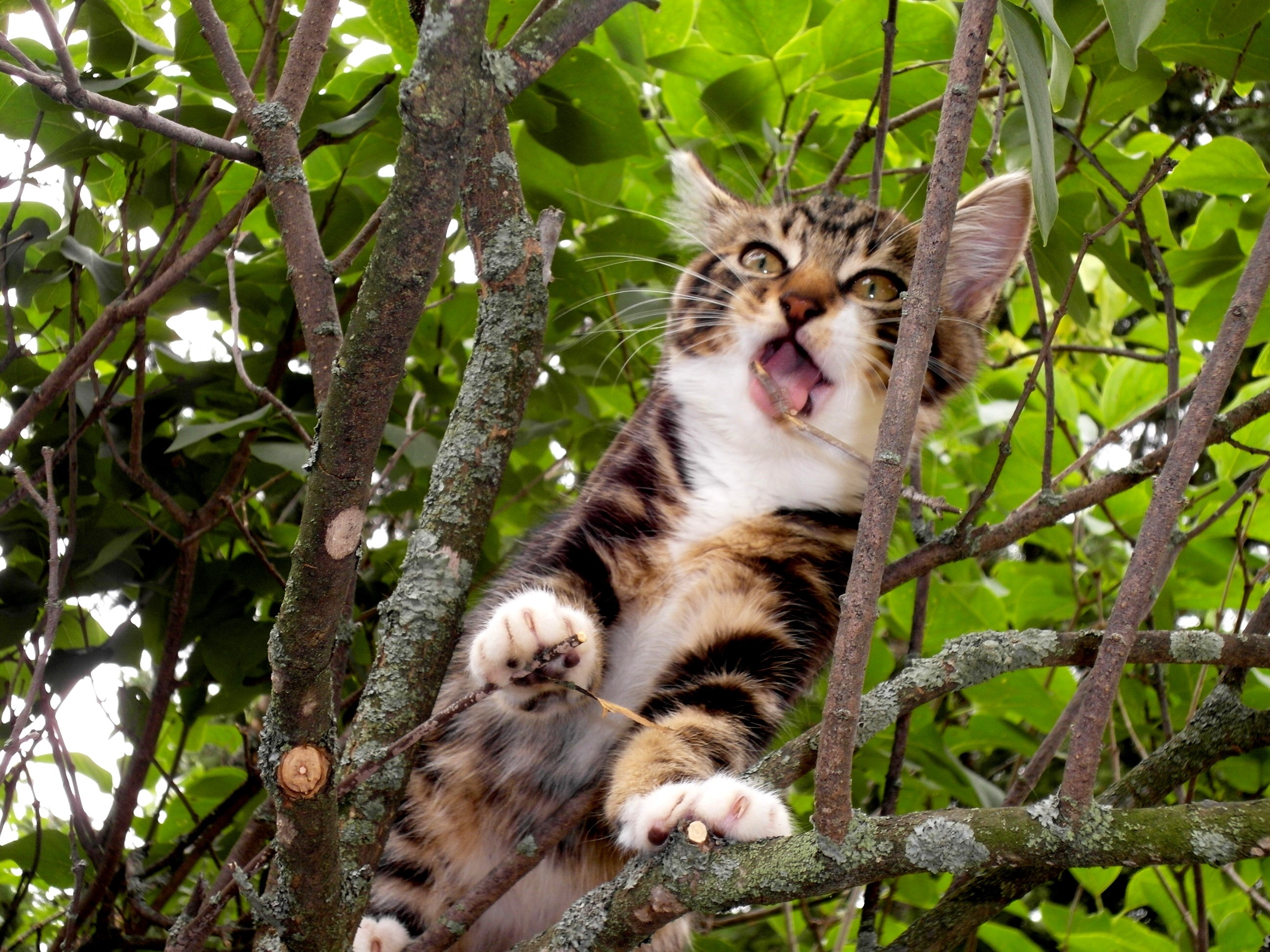 A tabby cat is stuck in a tree HD Wallpaper