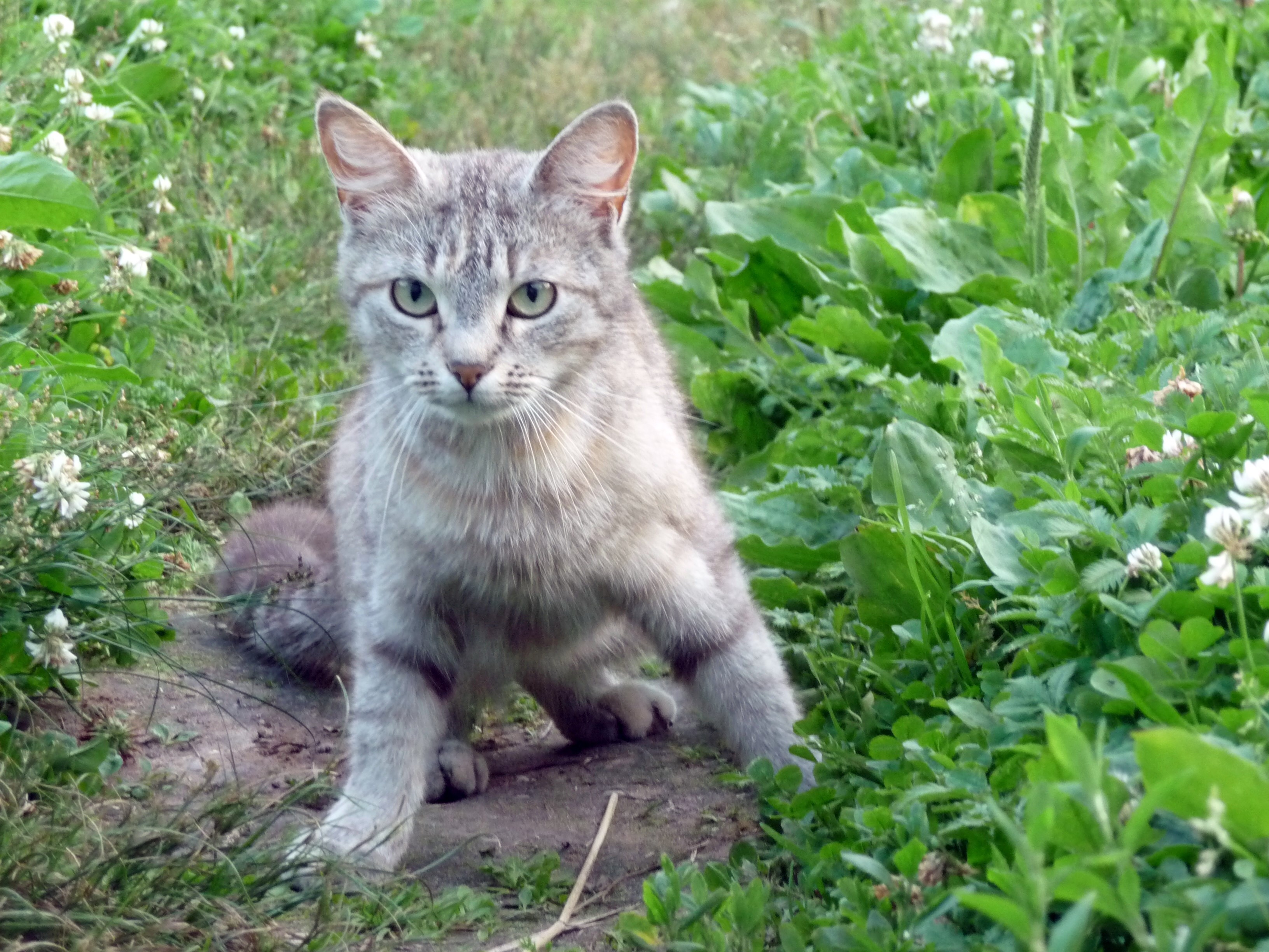 A gray tabby cat sits in the grass HD Wallpaper