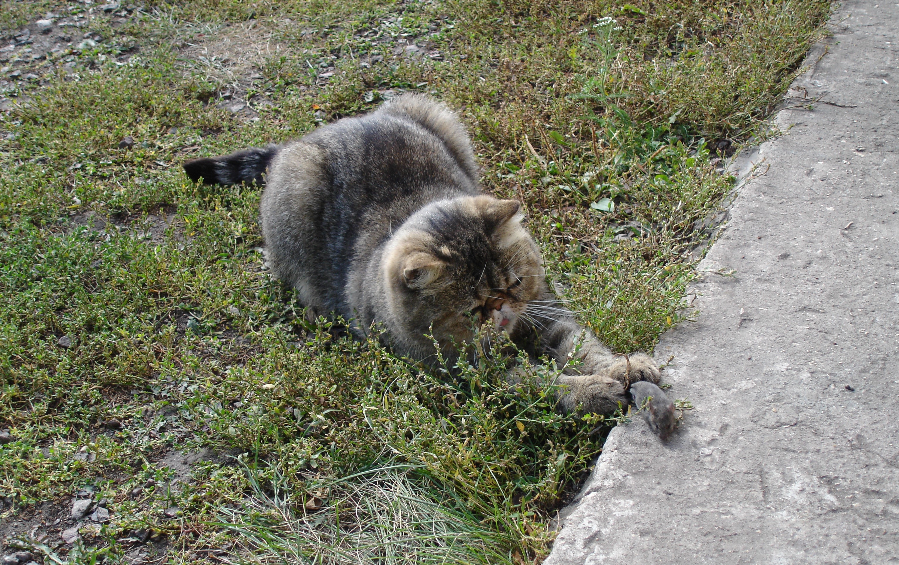 Cat playing with a mouse on grass HD Wallpaper