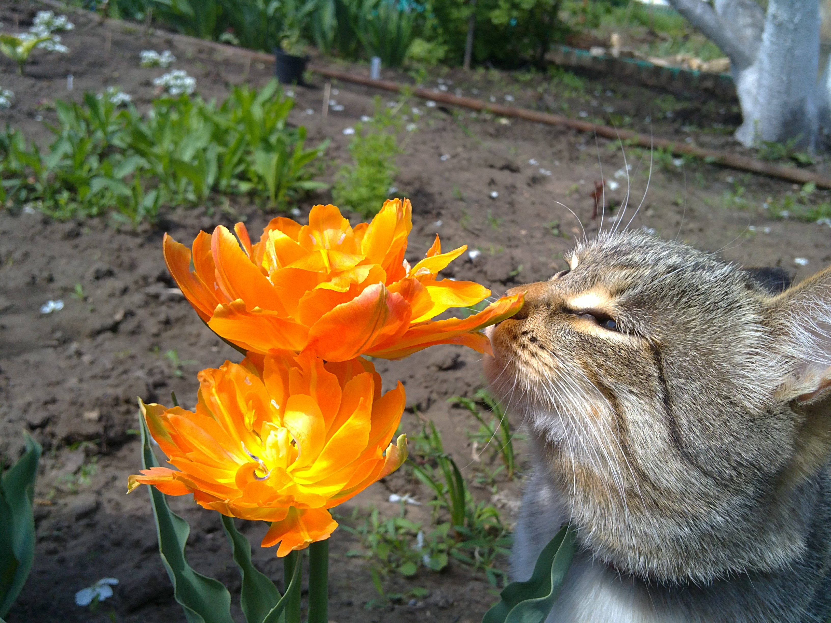 A cat sniffs orange tulips in a garden HD Wallpaper