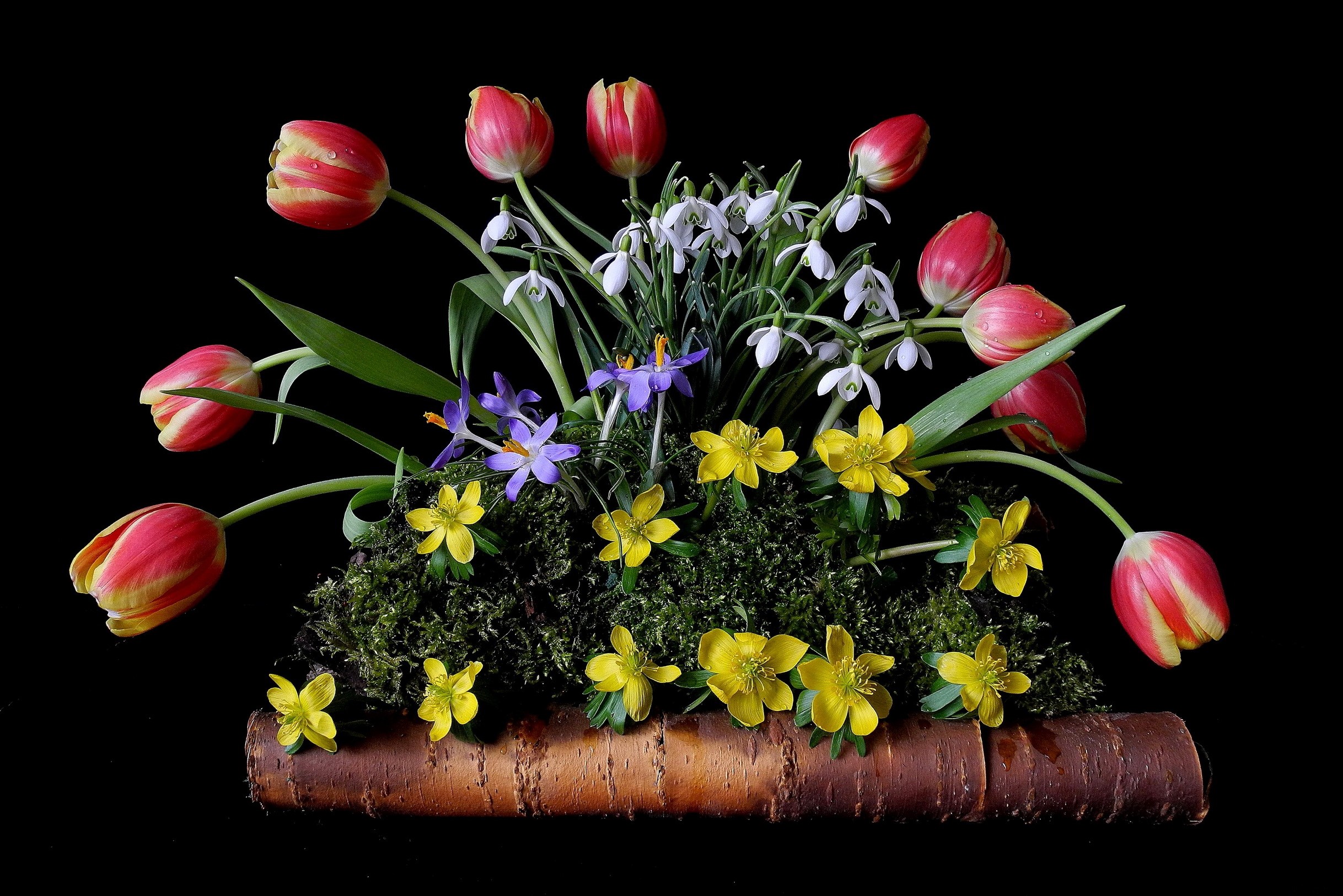 Spring flower arrangement with tulips and snowdrops HD Wallpaper