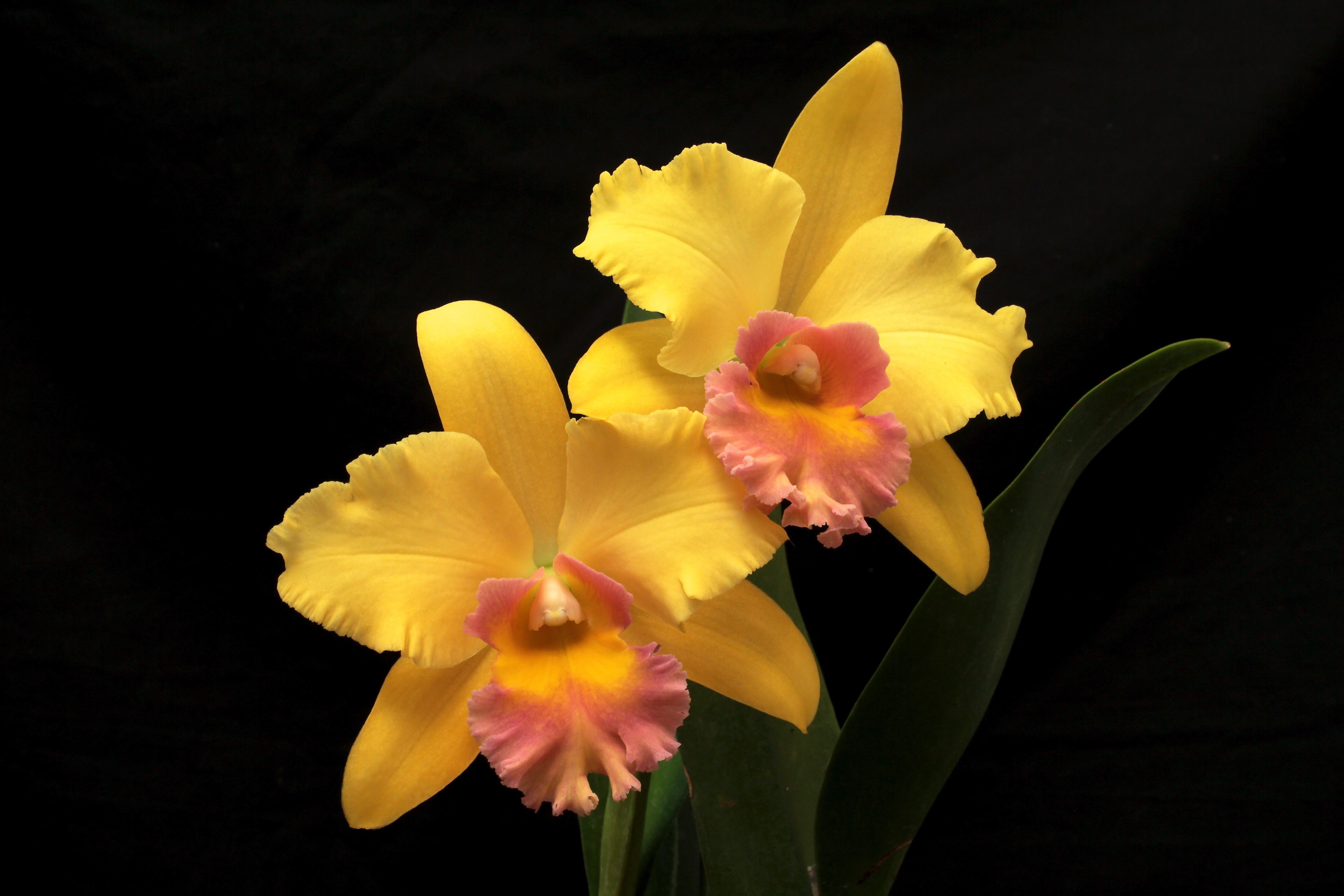 Yellow Orchids with Pink and Orange Centers HD Wallpaper