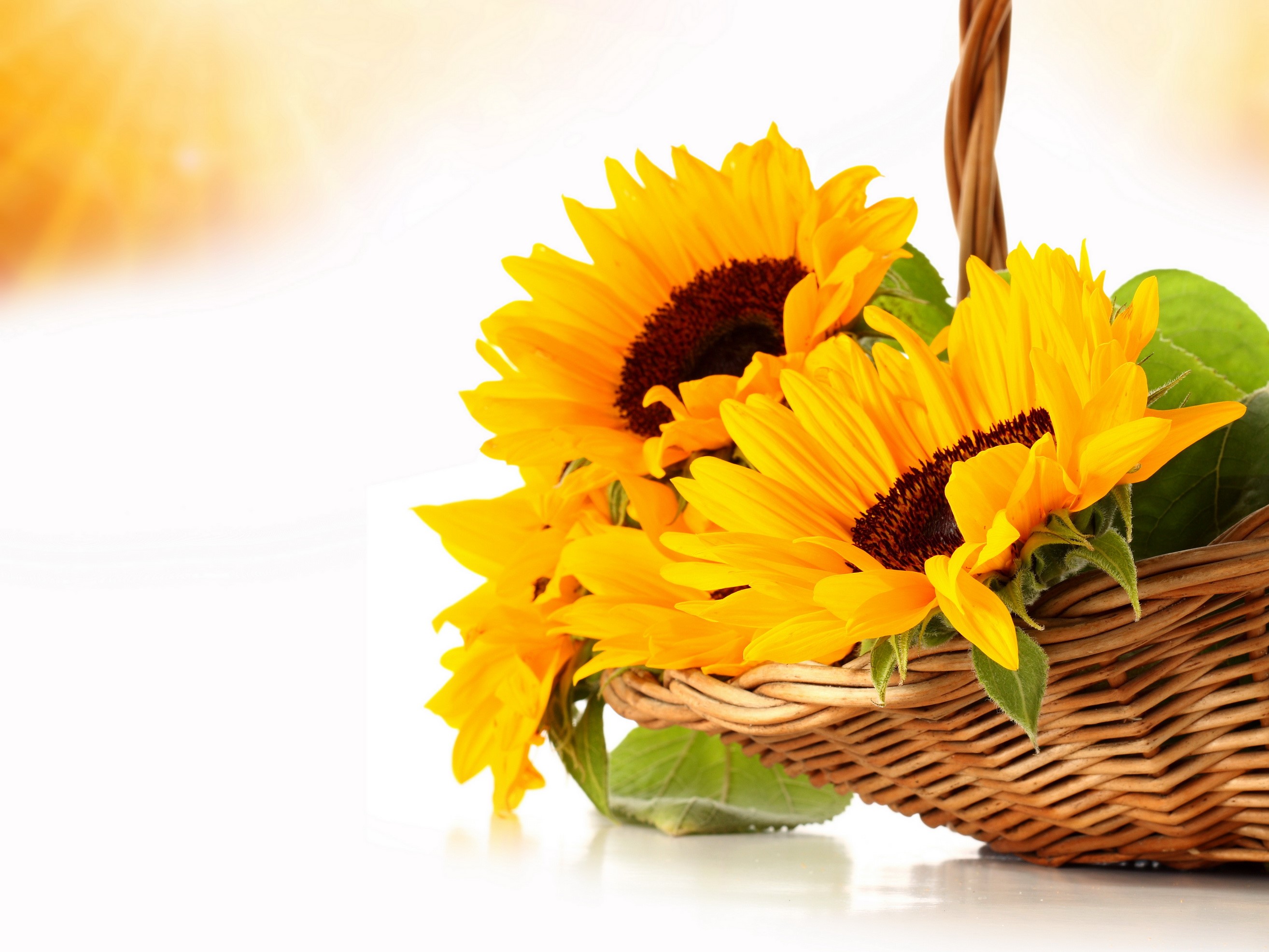 Sunflowers in a wicker basket HD Wallpaper